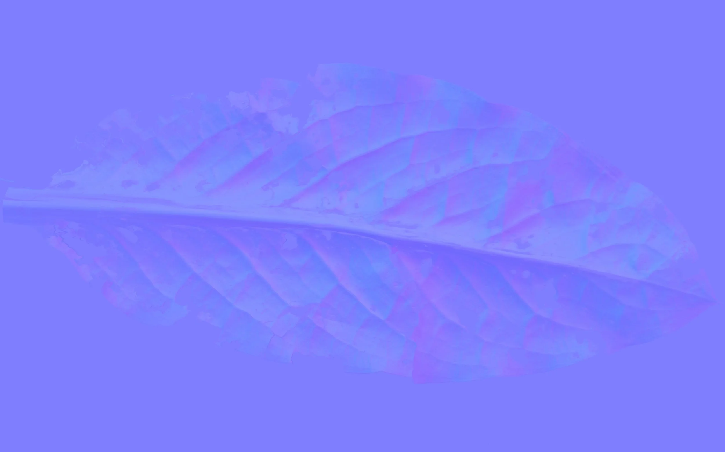 SkunkCabbage5_Back_Normal copy.jpg