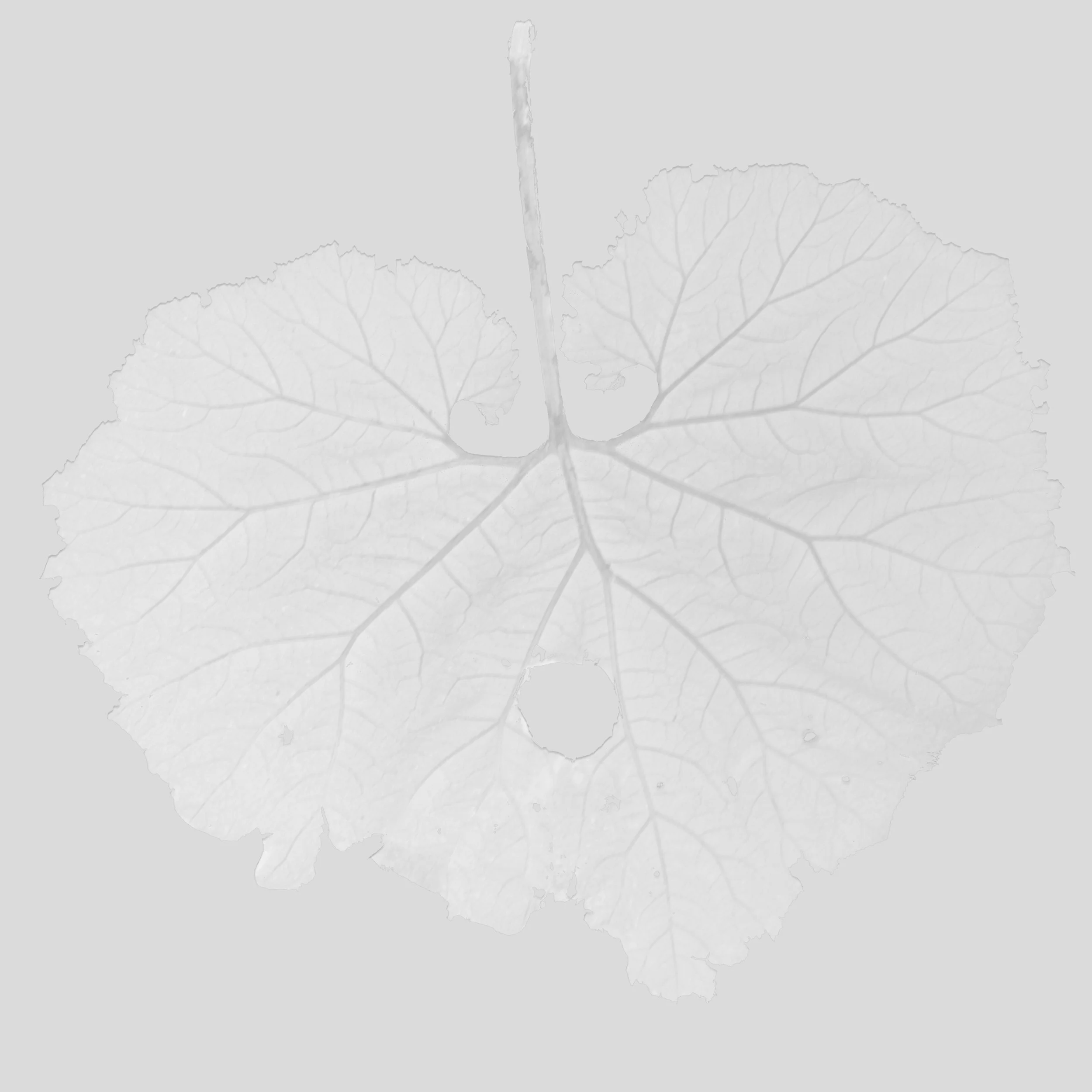 Butterbur_Back_Roughness copy.jpg