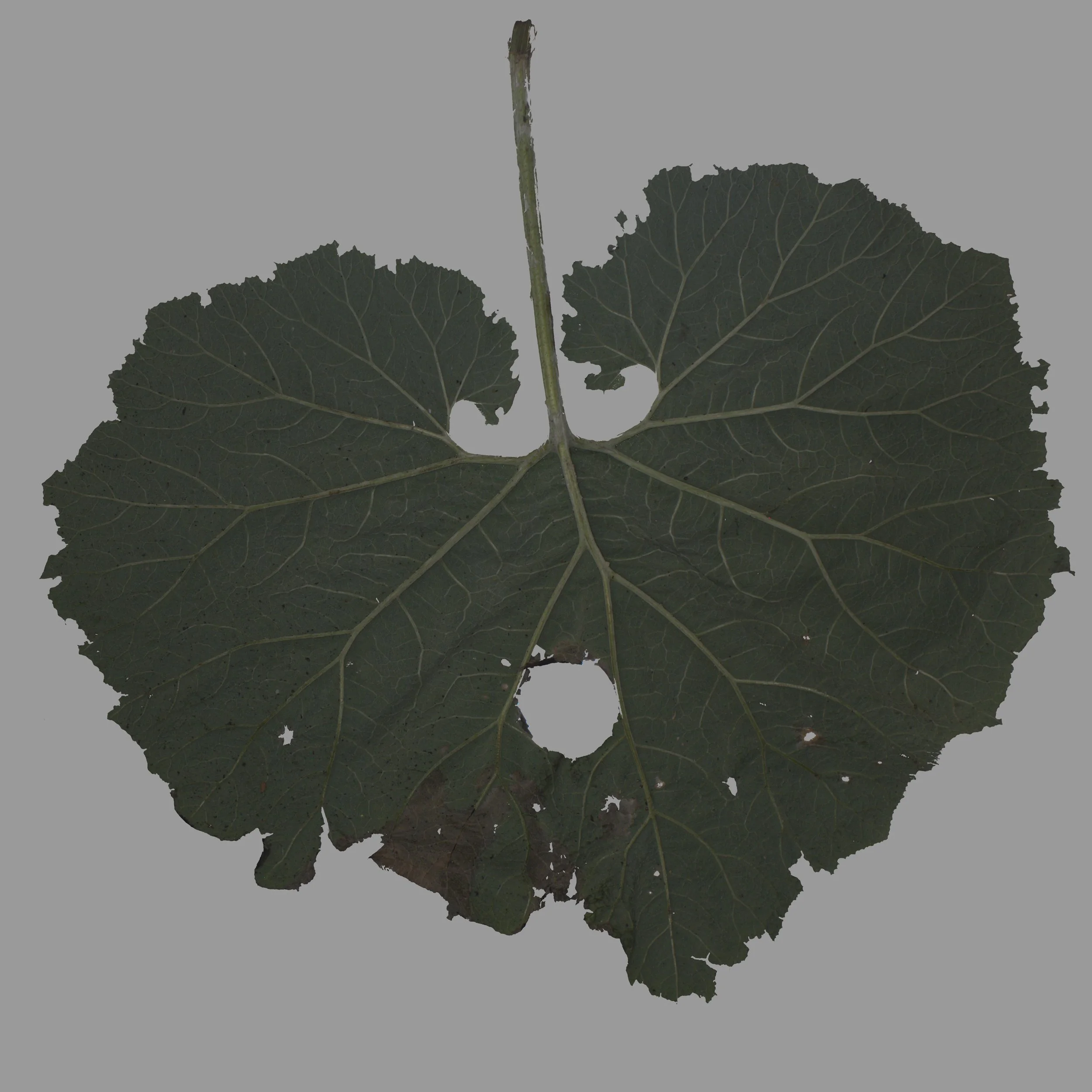 Butterbur_Back_Color copy.jpg