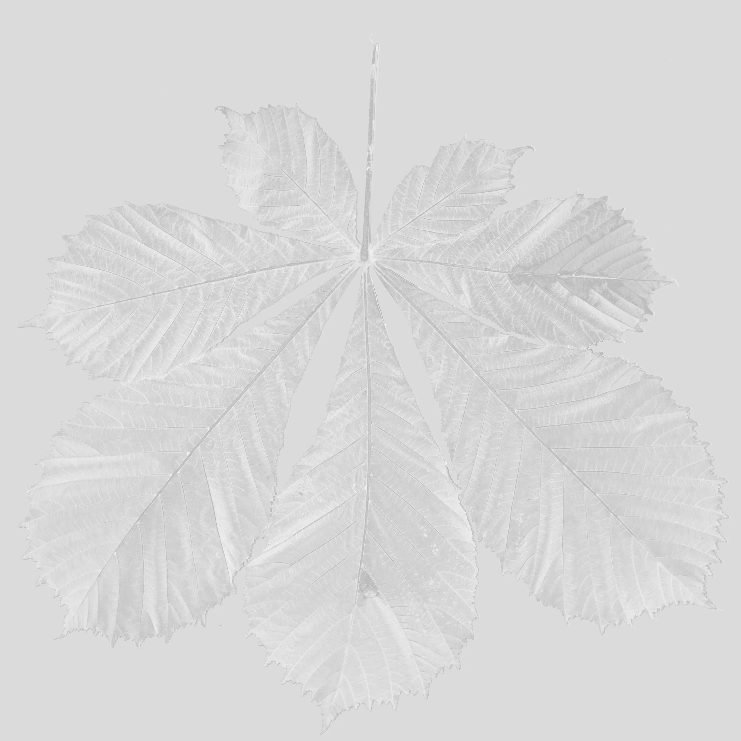 Chestnut_Back_Roughness copy.jpg