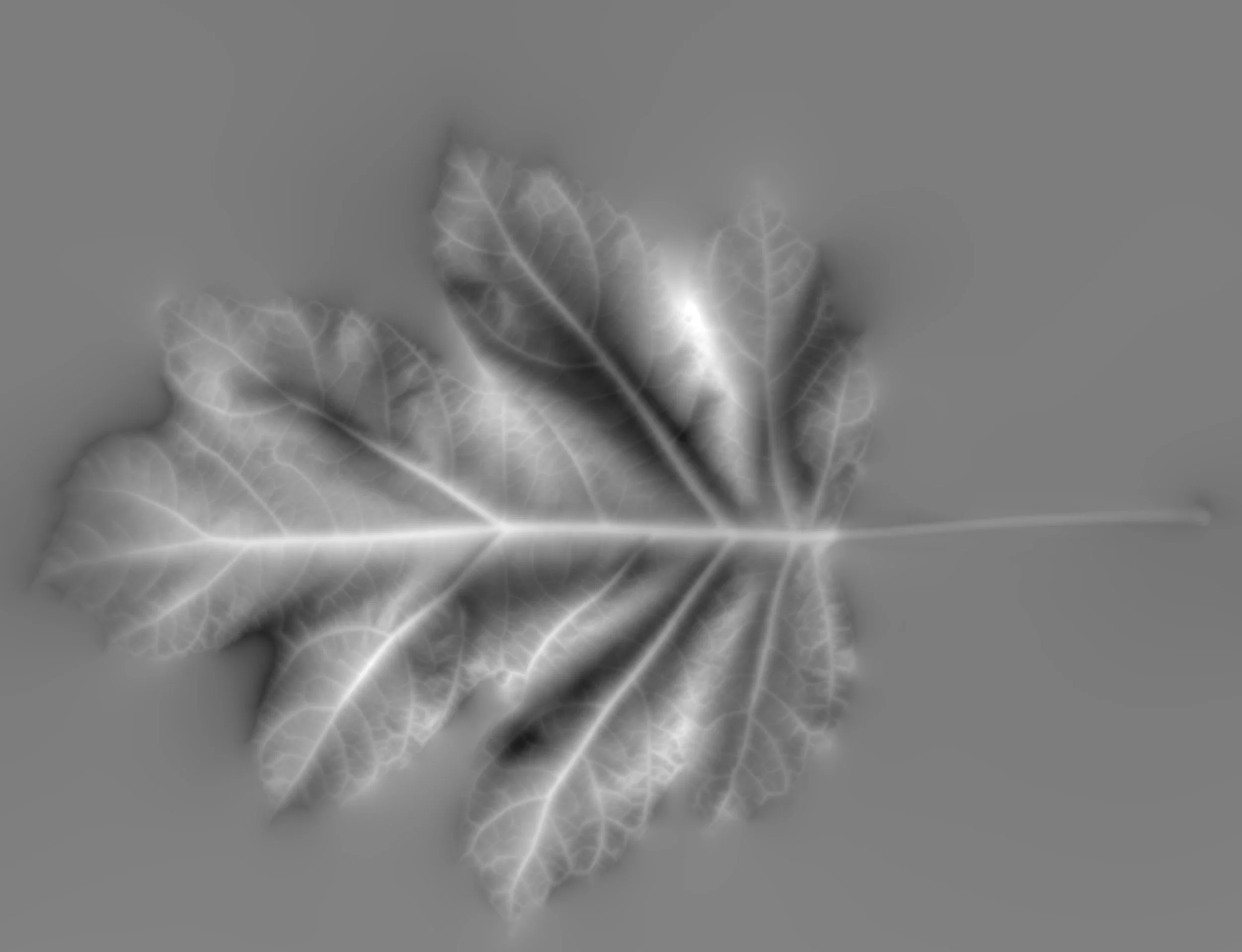 OakleafHydrangea_Back_Height copy.jpg