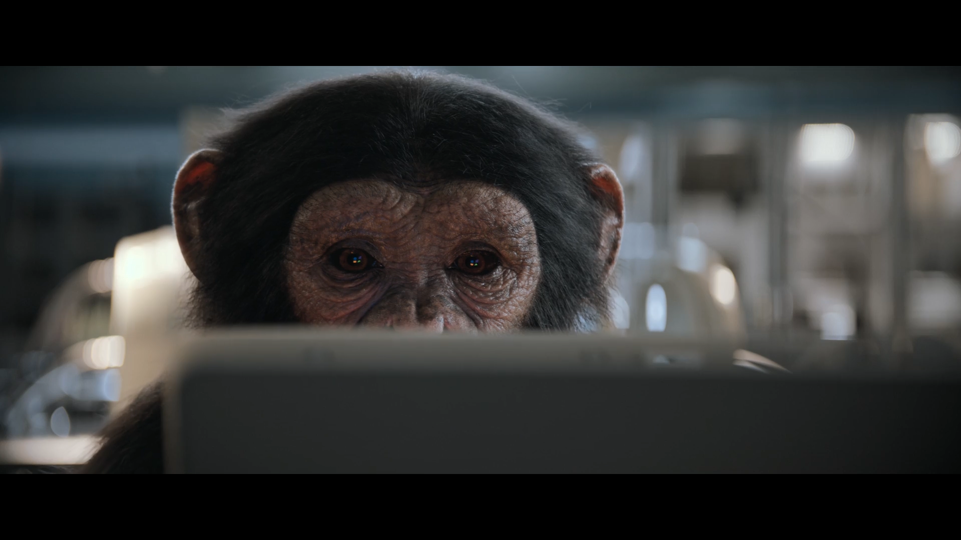 Chimp_88755.png