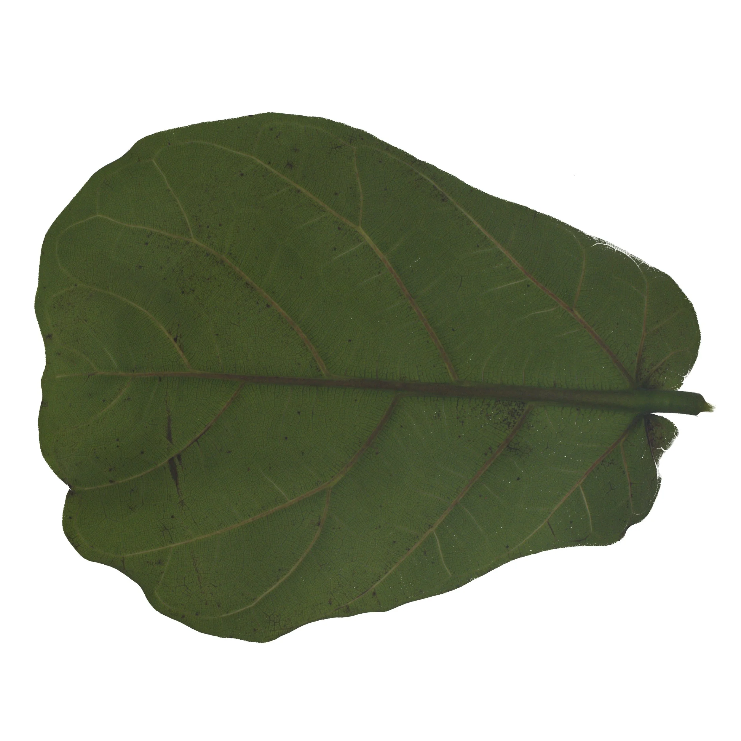 FiddleLeafFig_Back_Color copy.jpg