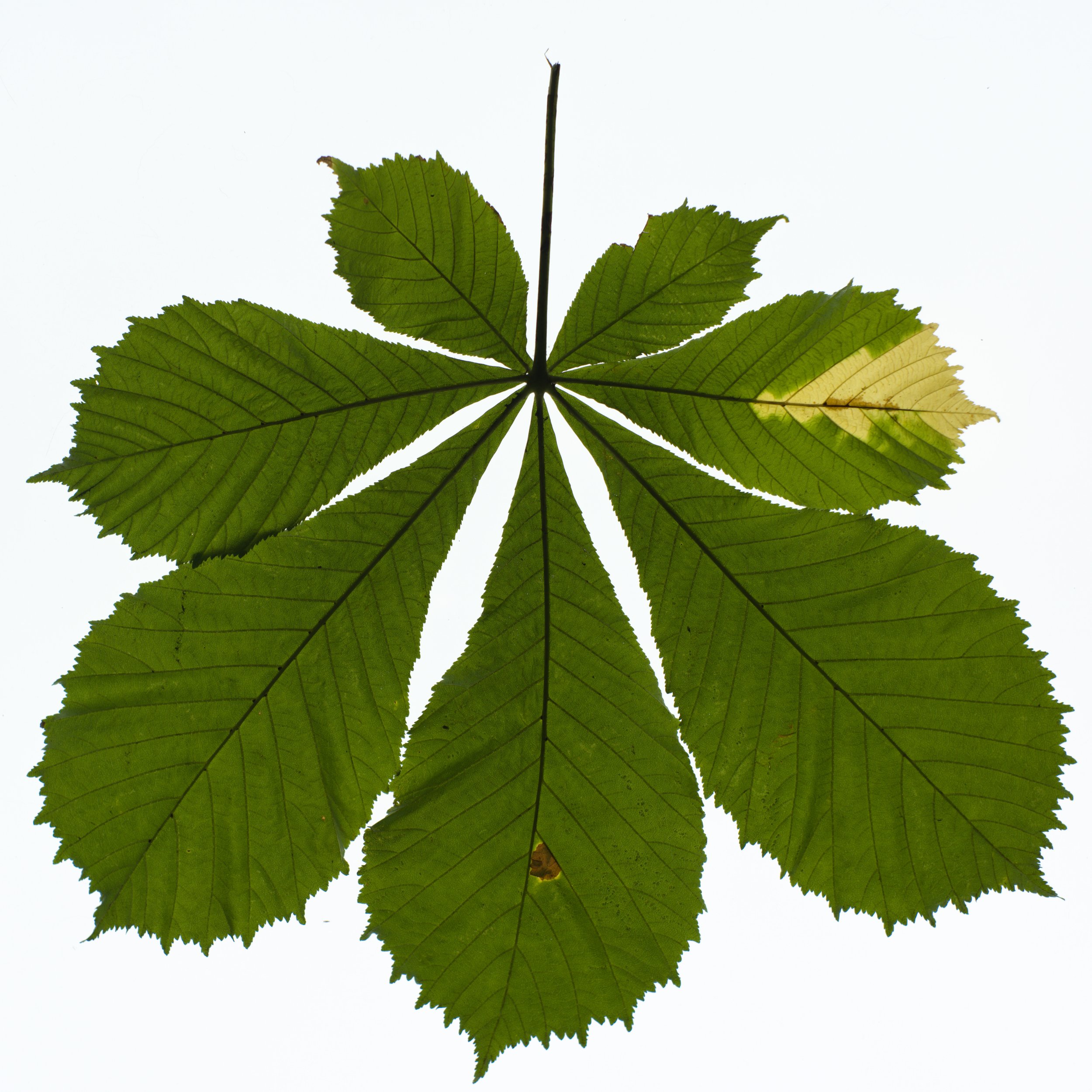 Chestnut_Back_Translucency copy.jpg