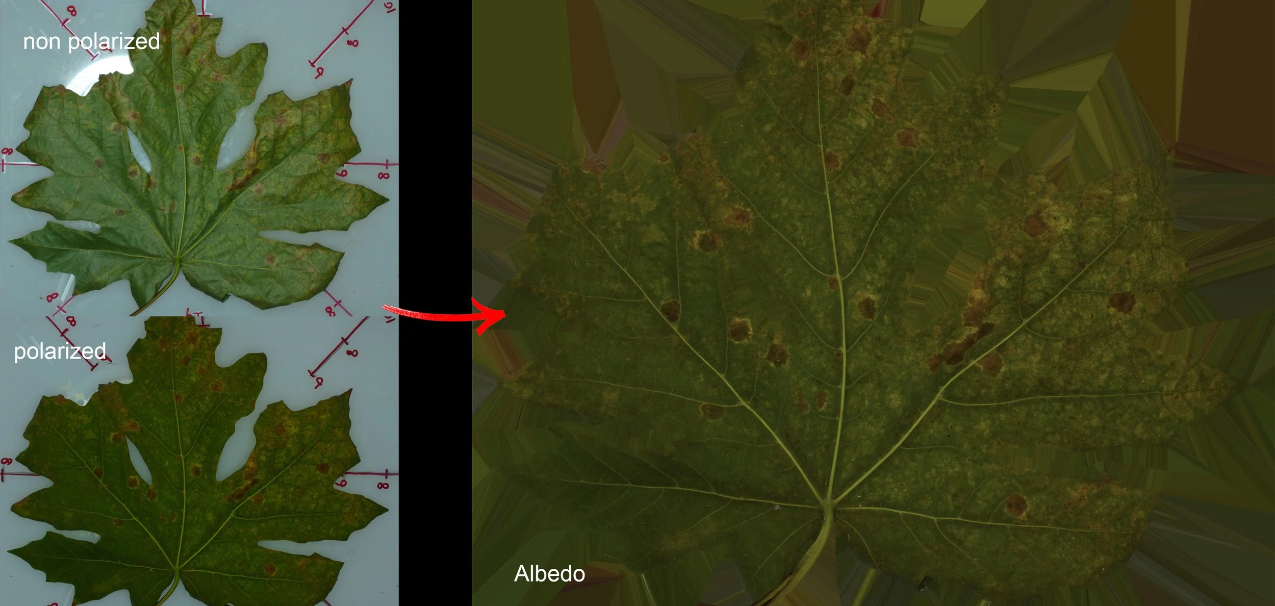 colorCapturestoAlbedo_Maple.jpg
