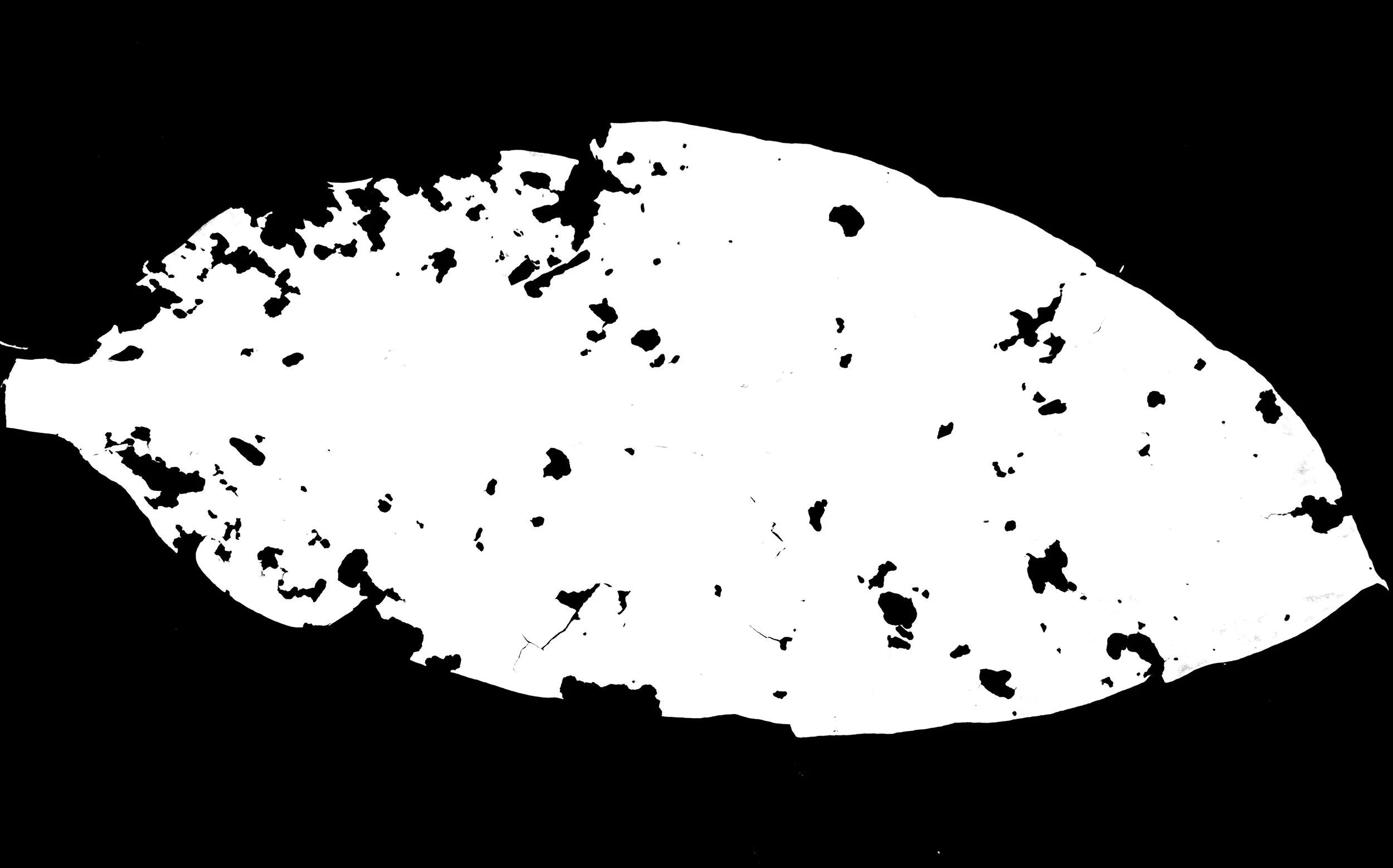 SkunkCabbage5_Back_Opacity copy.jpg