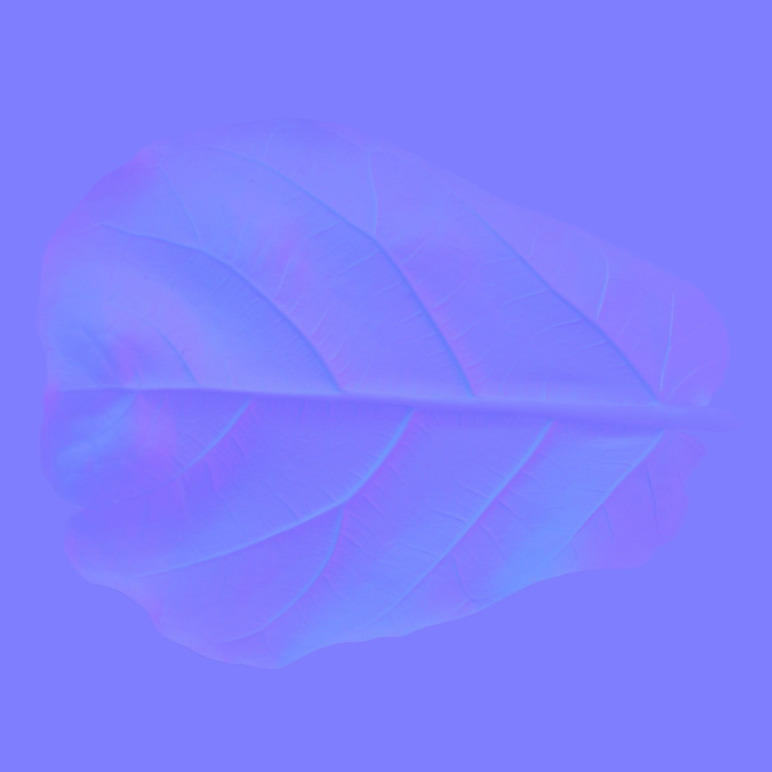 FiddleLeafFig_Back_Normal copy.jpg