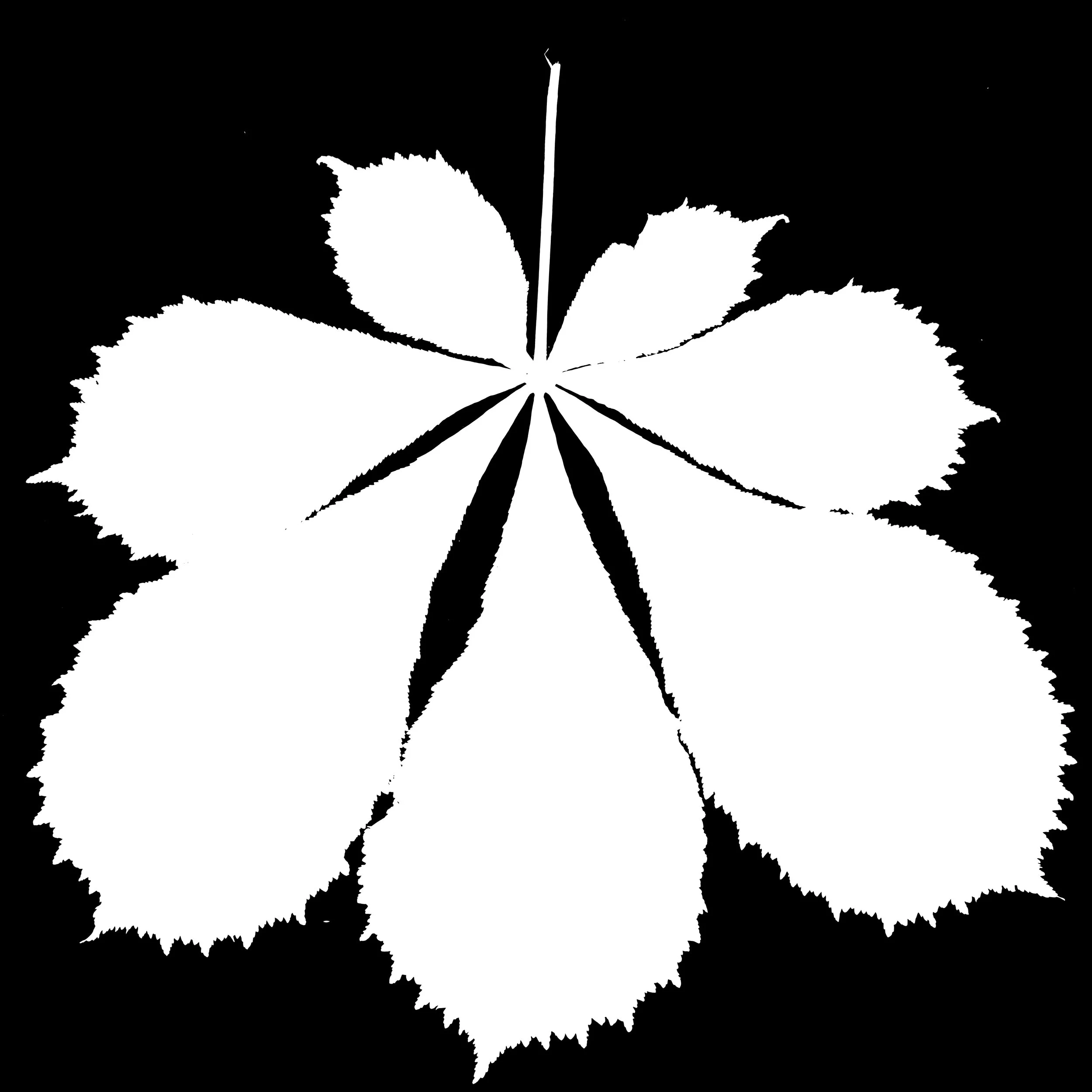 Chestnut_Back_Opacity copy.jpg