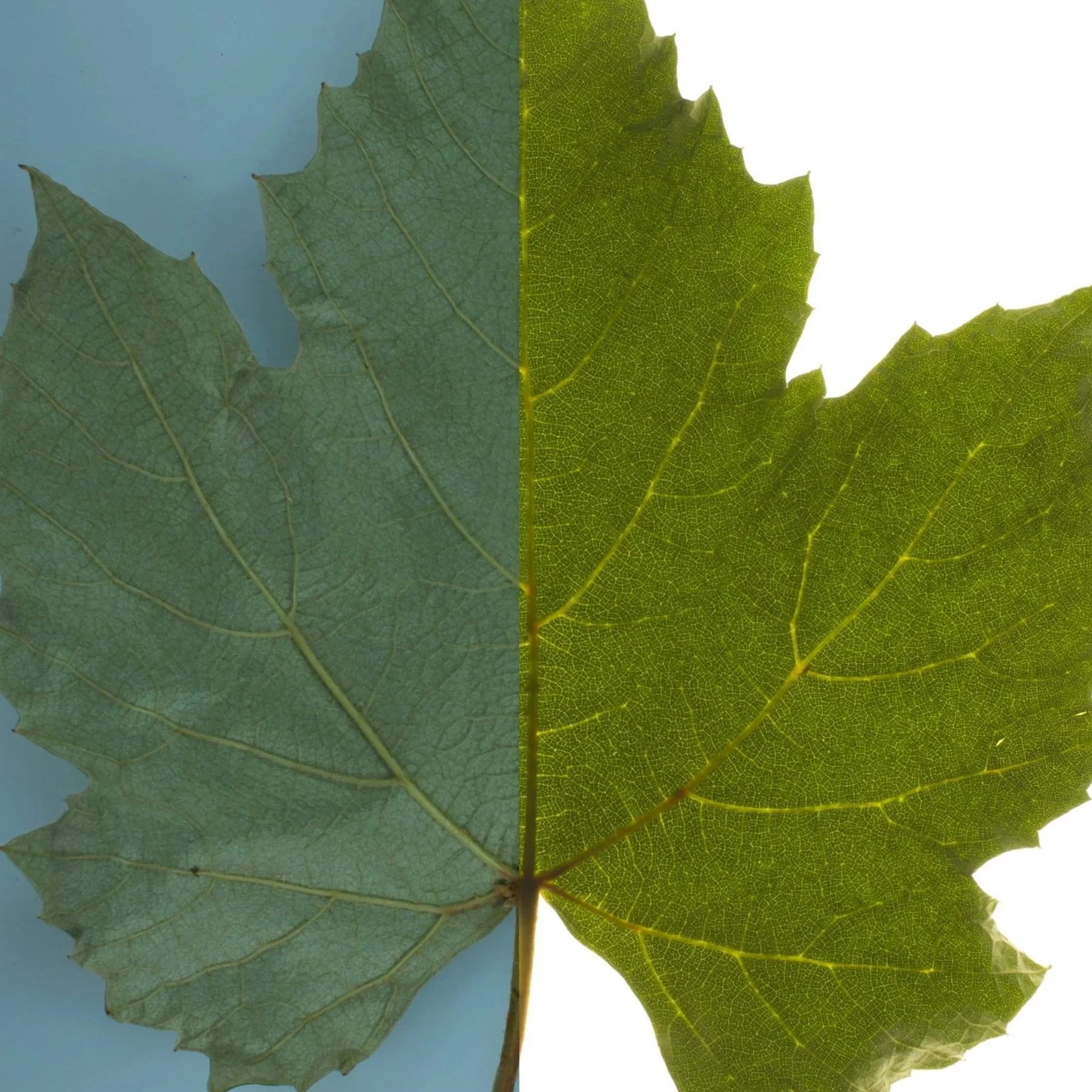 Second capture setup