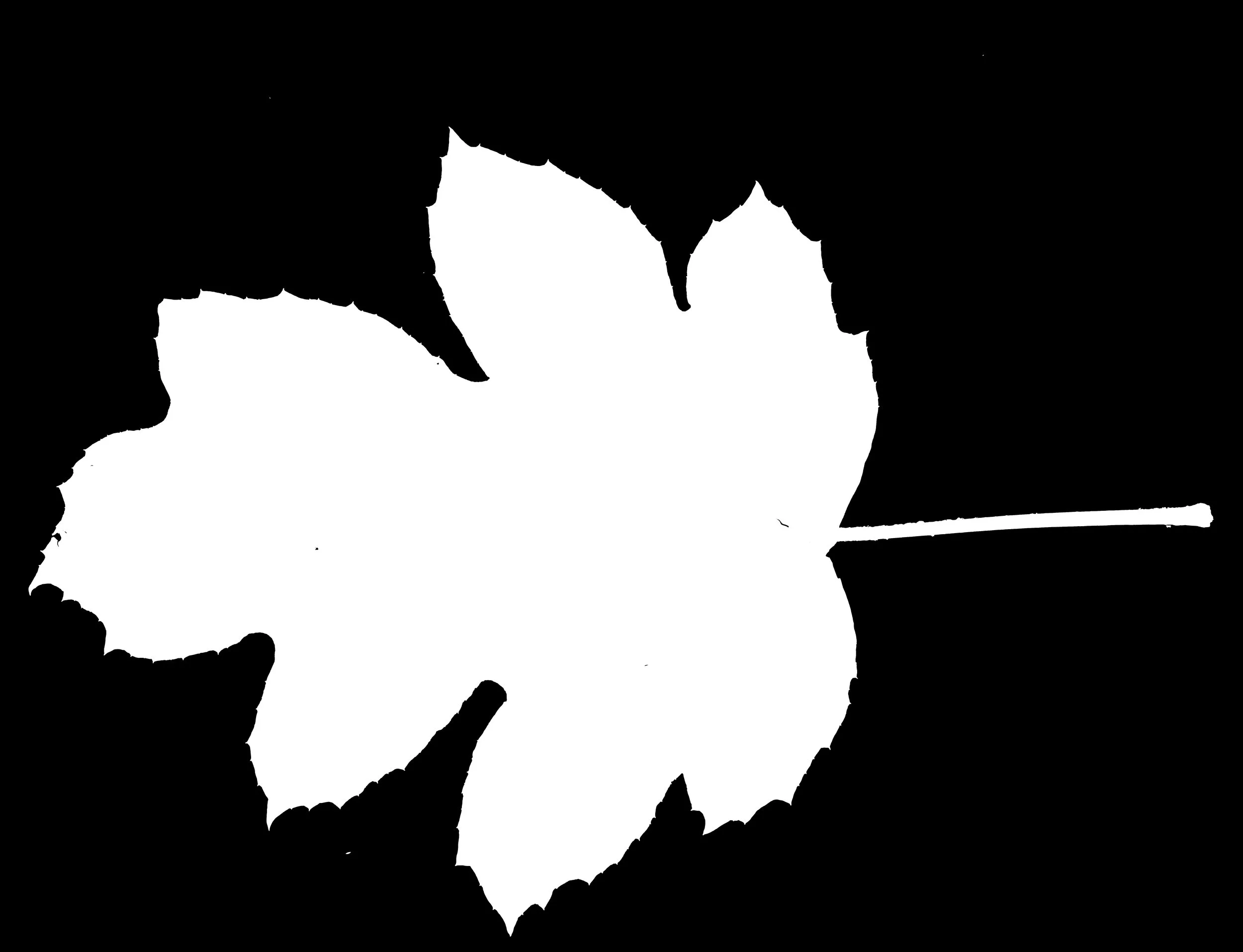 OakleafHydrangea_Back_Opacity copy.jpg