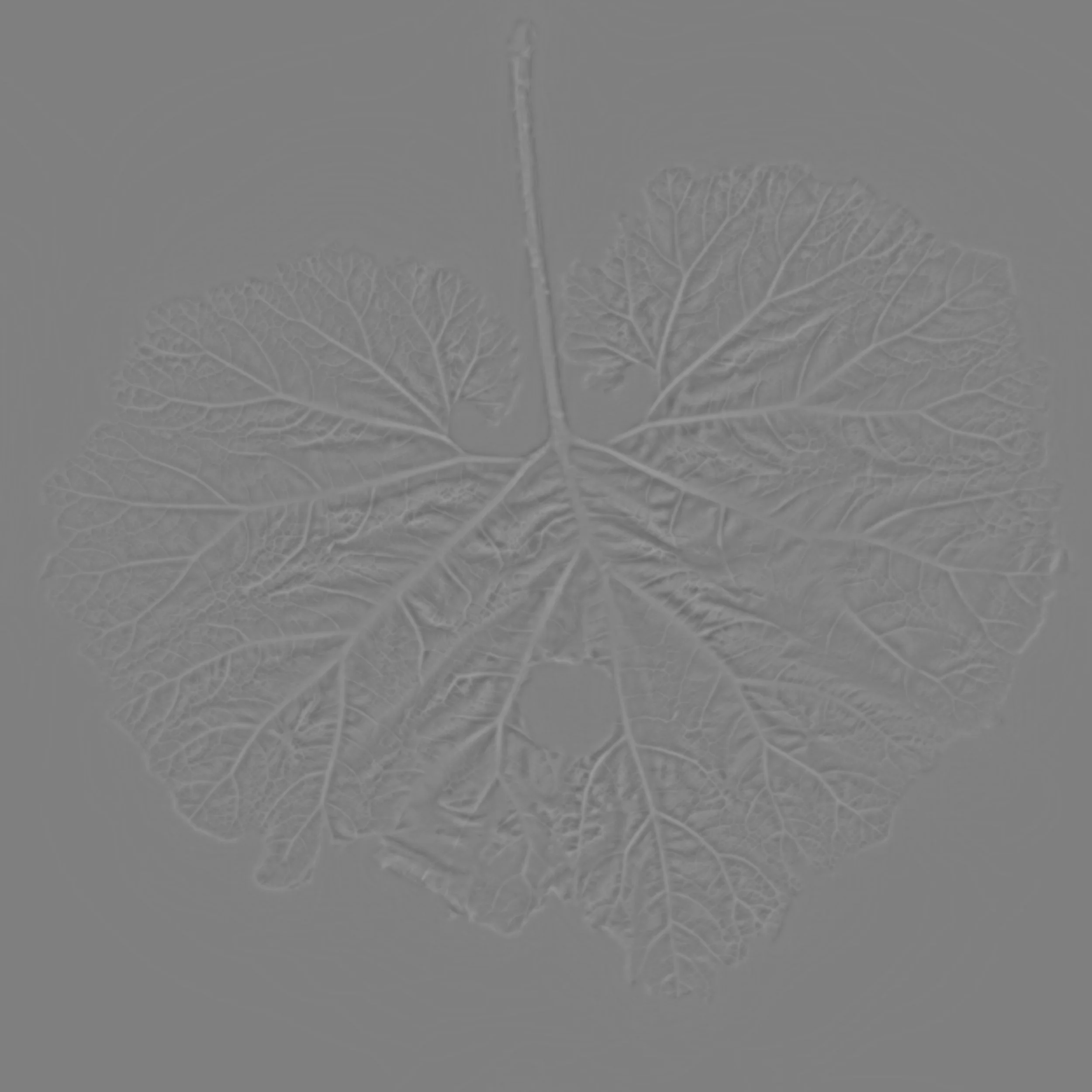 Butterbur_Back_HeightFine copy.jpg