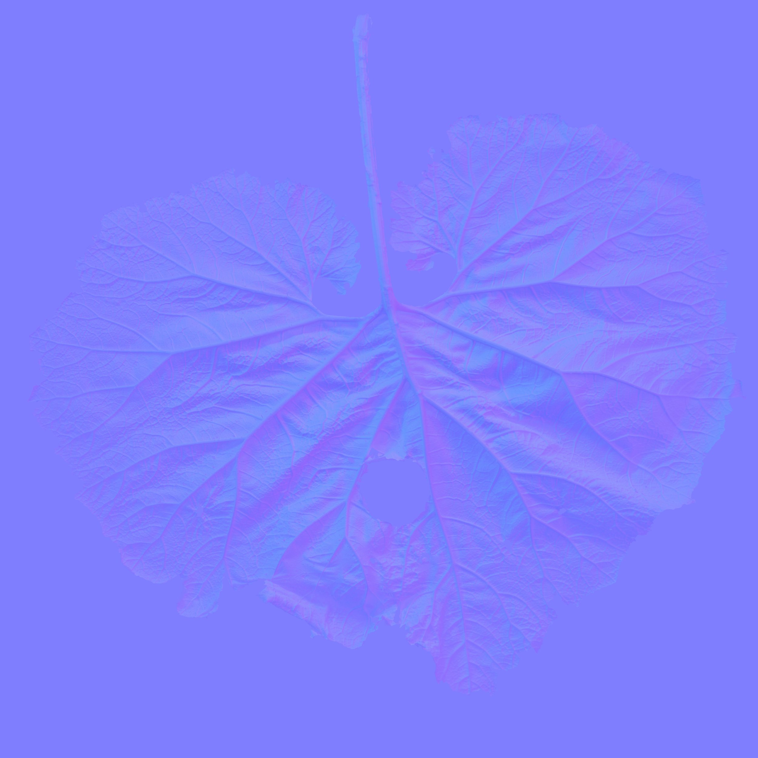 Butterbur_Back_Normal copy.jpg