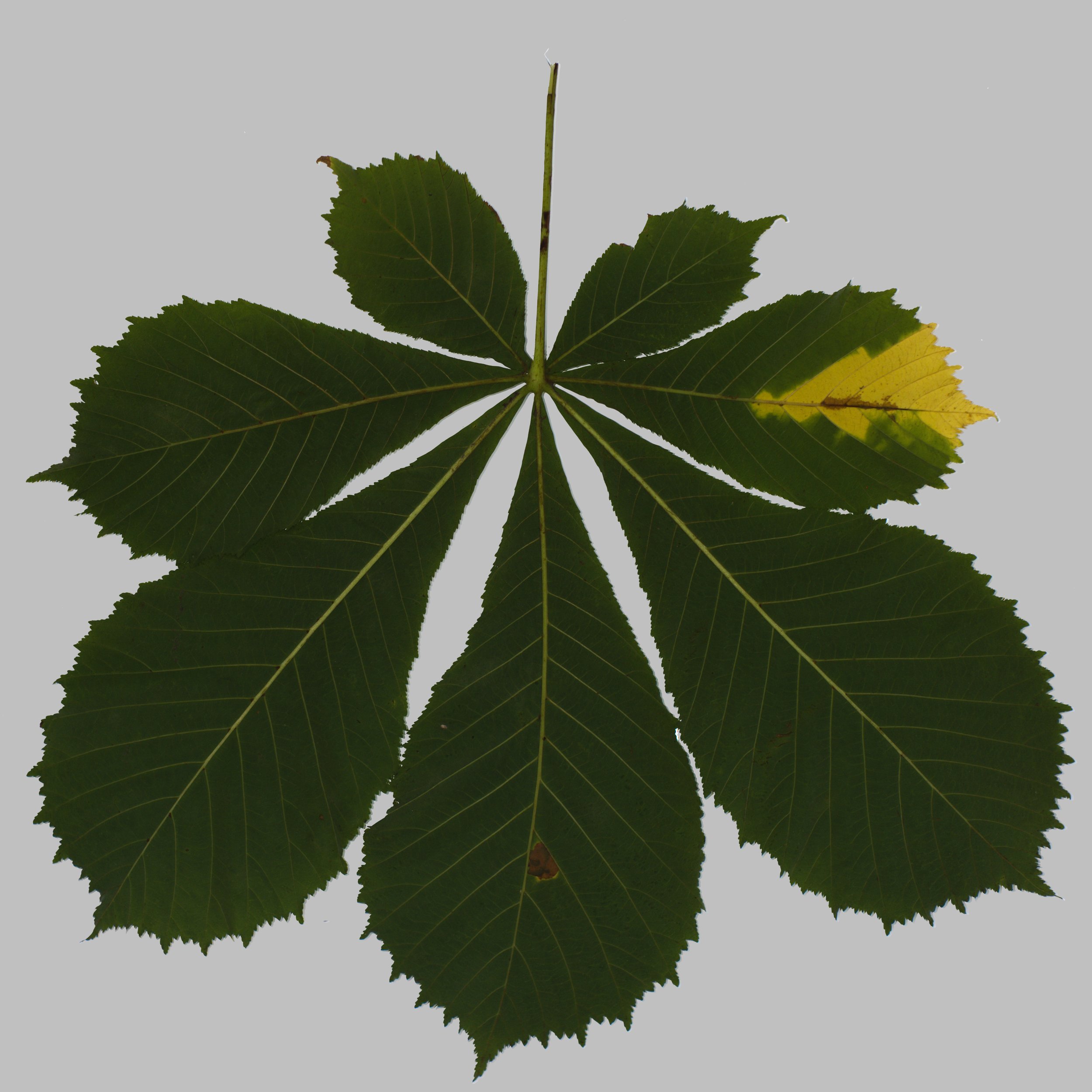 Chestnut_Back_Color copy.jpg