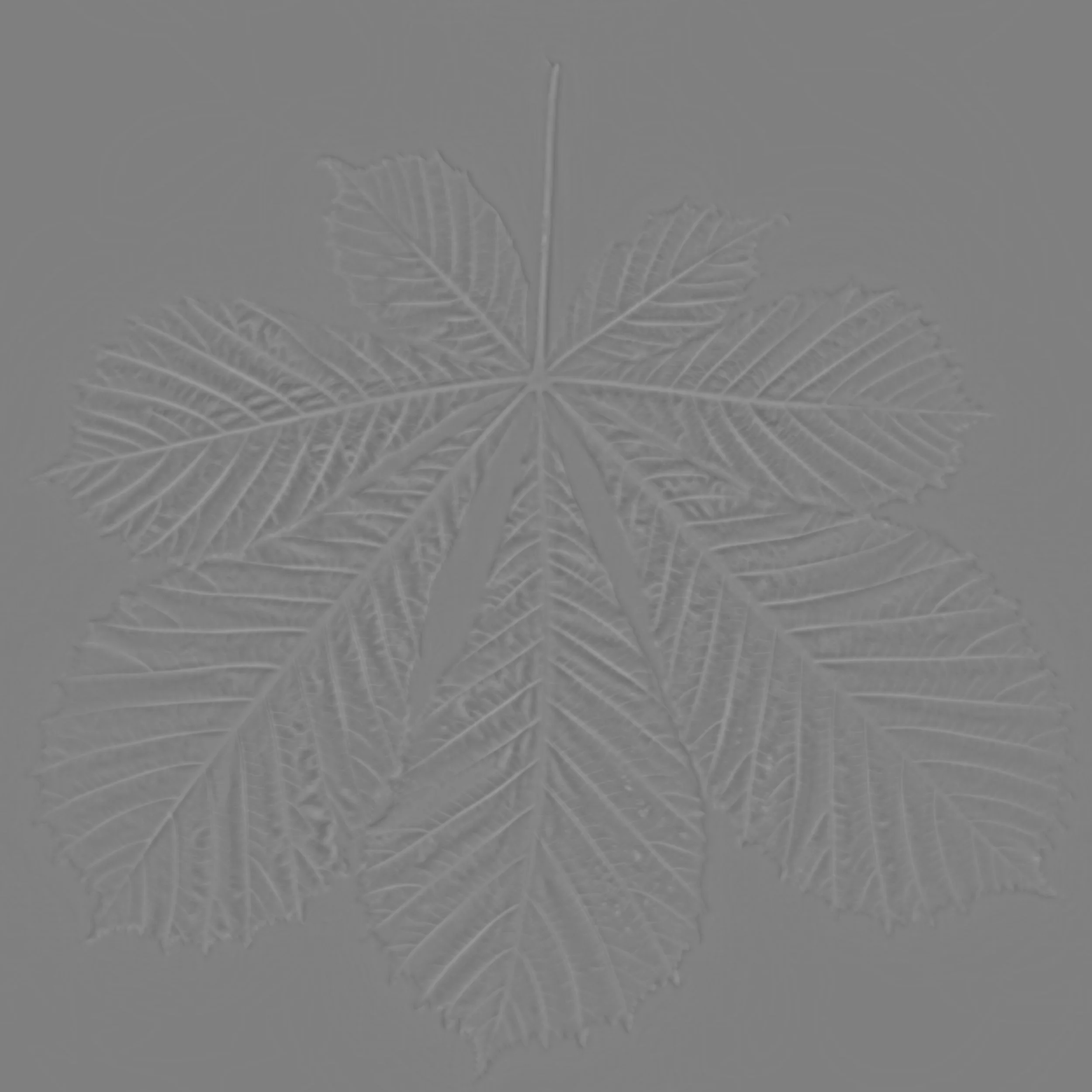 Chestnut_Back_HeightFine copy.jpg