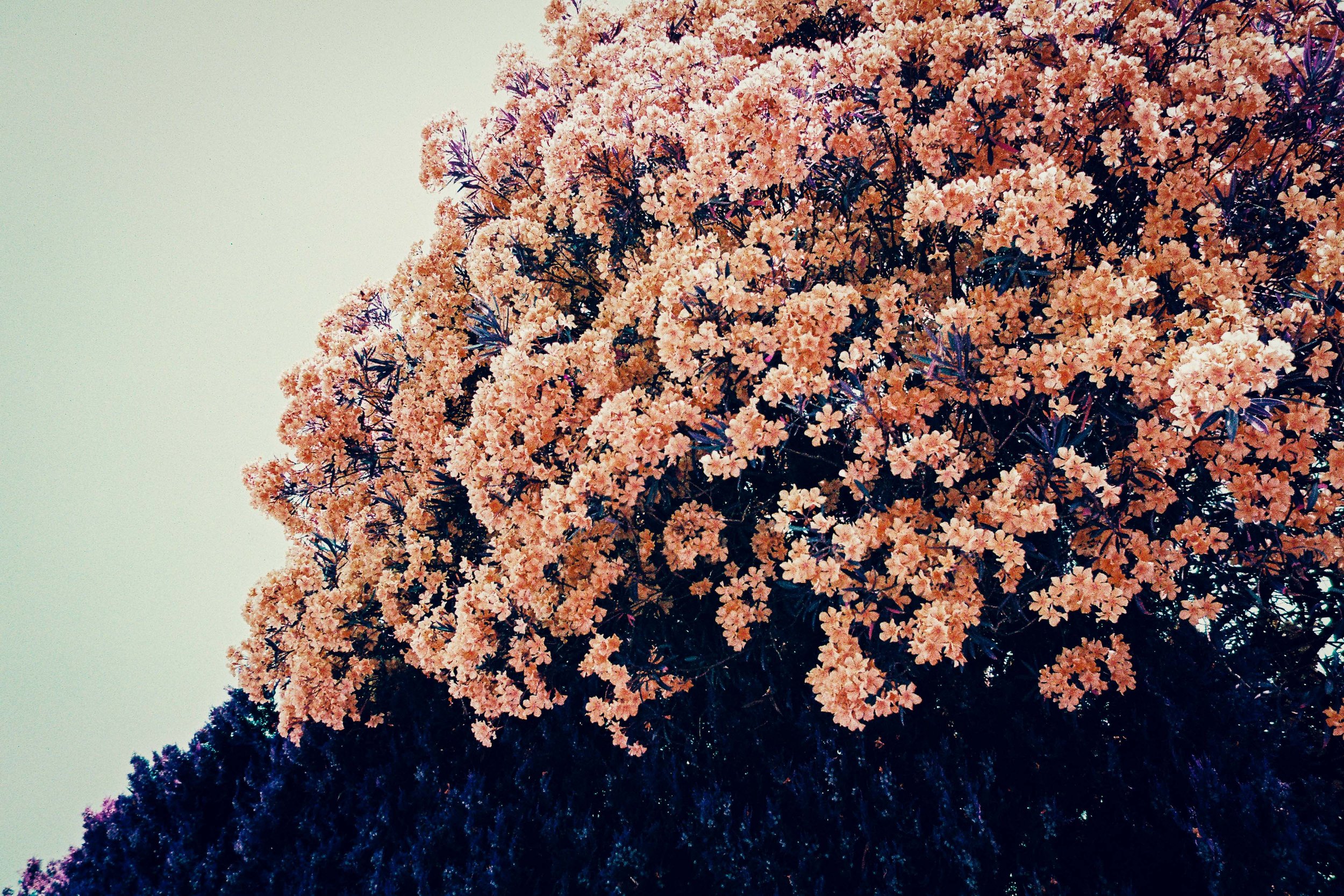 Oleandri in fiore fotografati con LomoChrome Purple Lomography