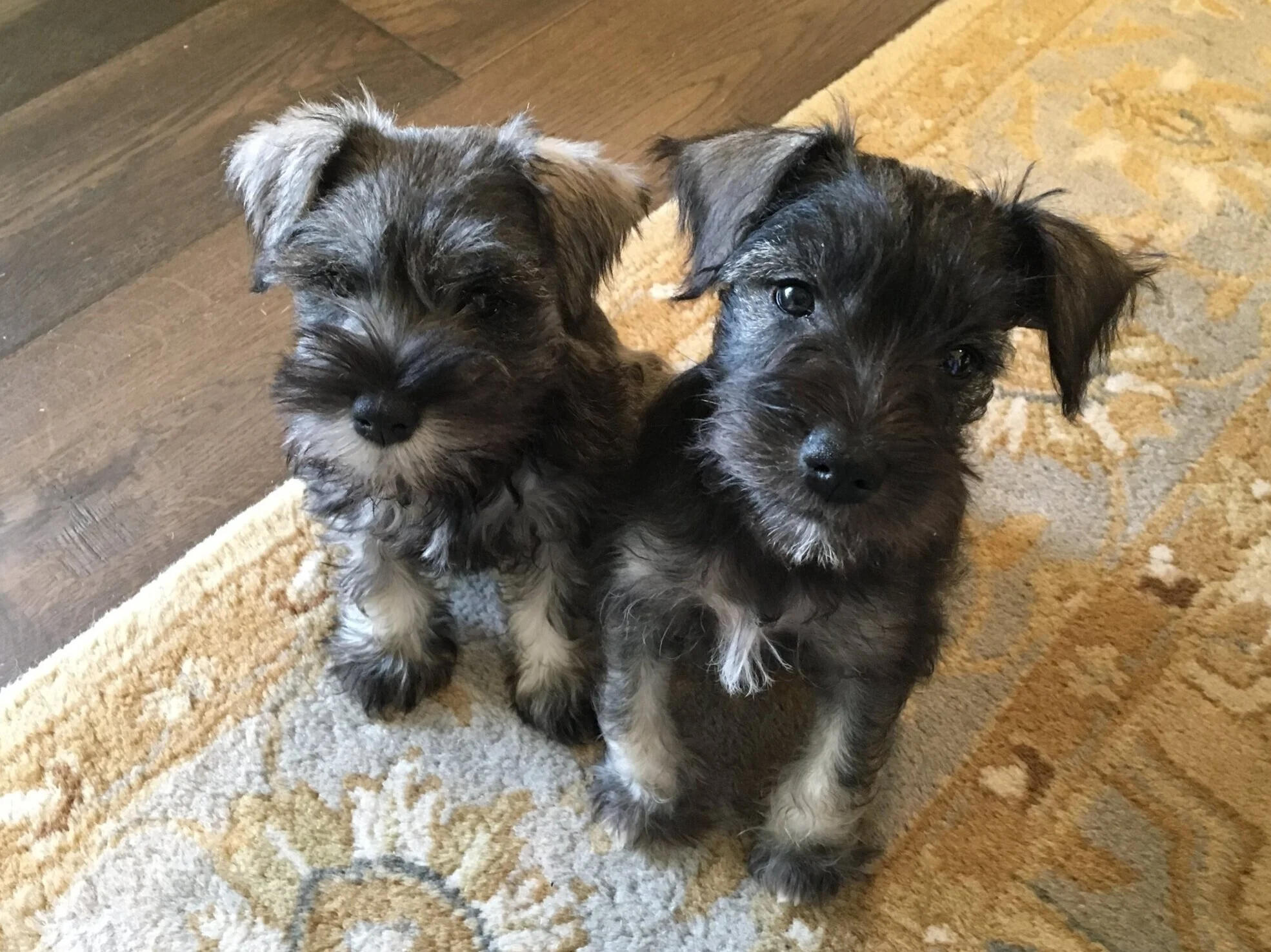 Are Miniature Schnauzers Good Apartment Dogs