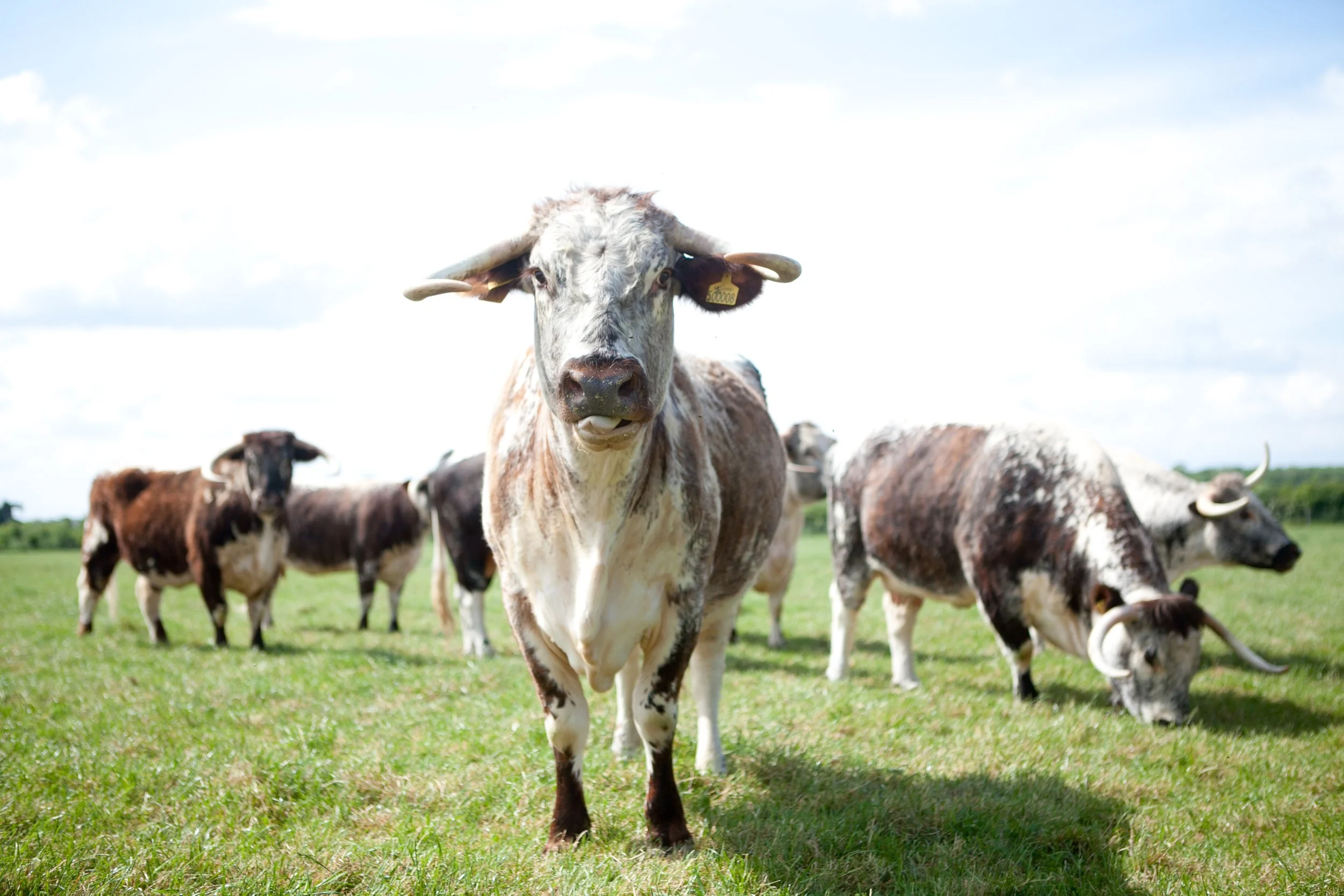 Longhorn cows in the field