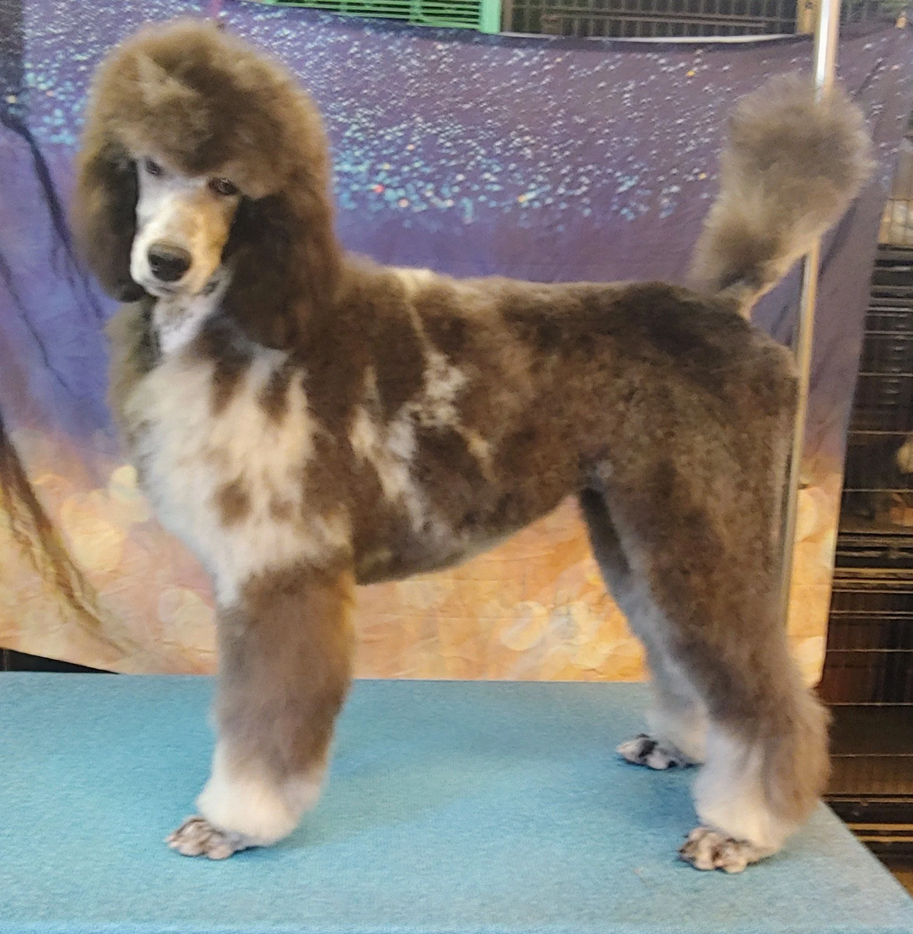 Dams — Palmetto Moon Poodles