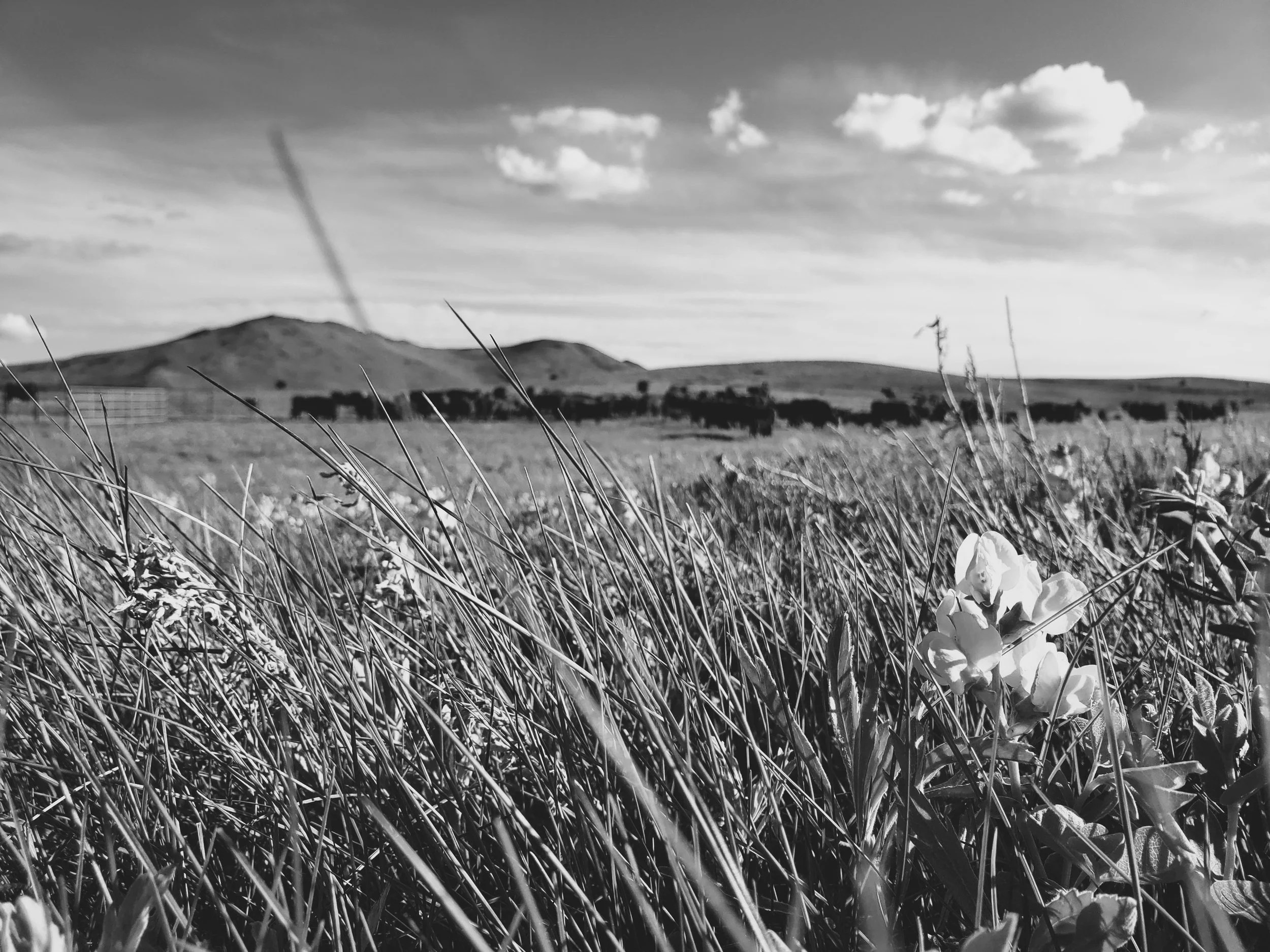 Wildflowers and Cows (1).jpg