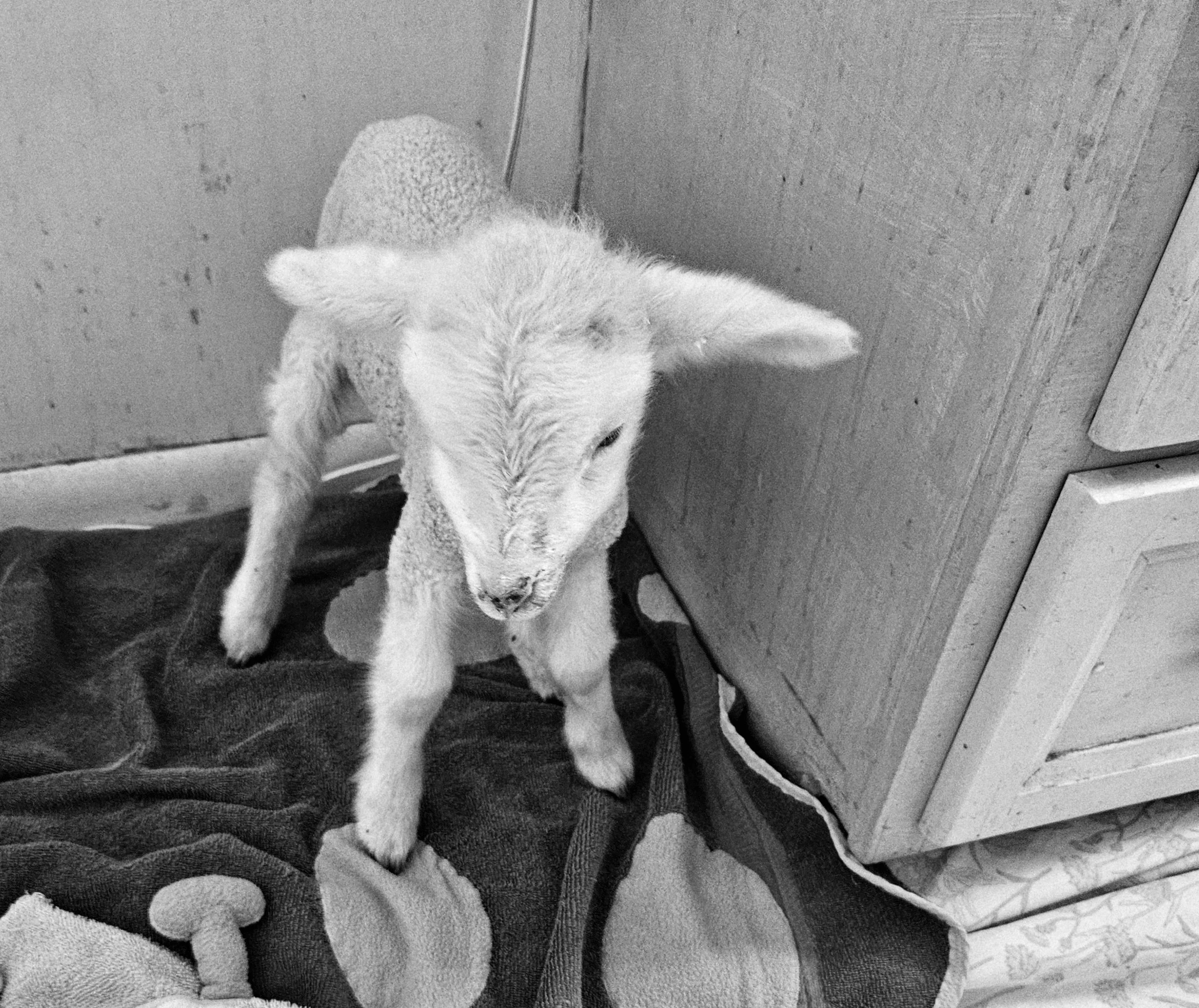 Lamb-nine lives.jpg