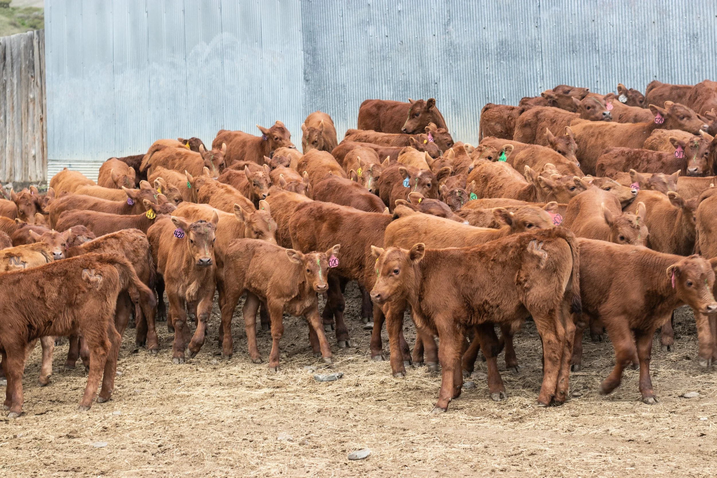 Red Calves
