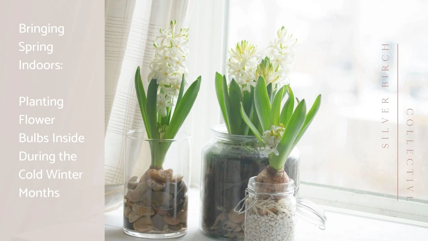 Planting Blooming Spring Bulb Flowers Indoors in Winter — Silver Birch
