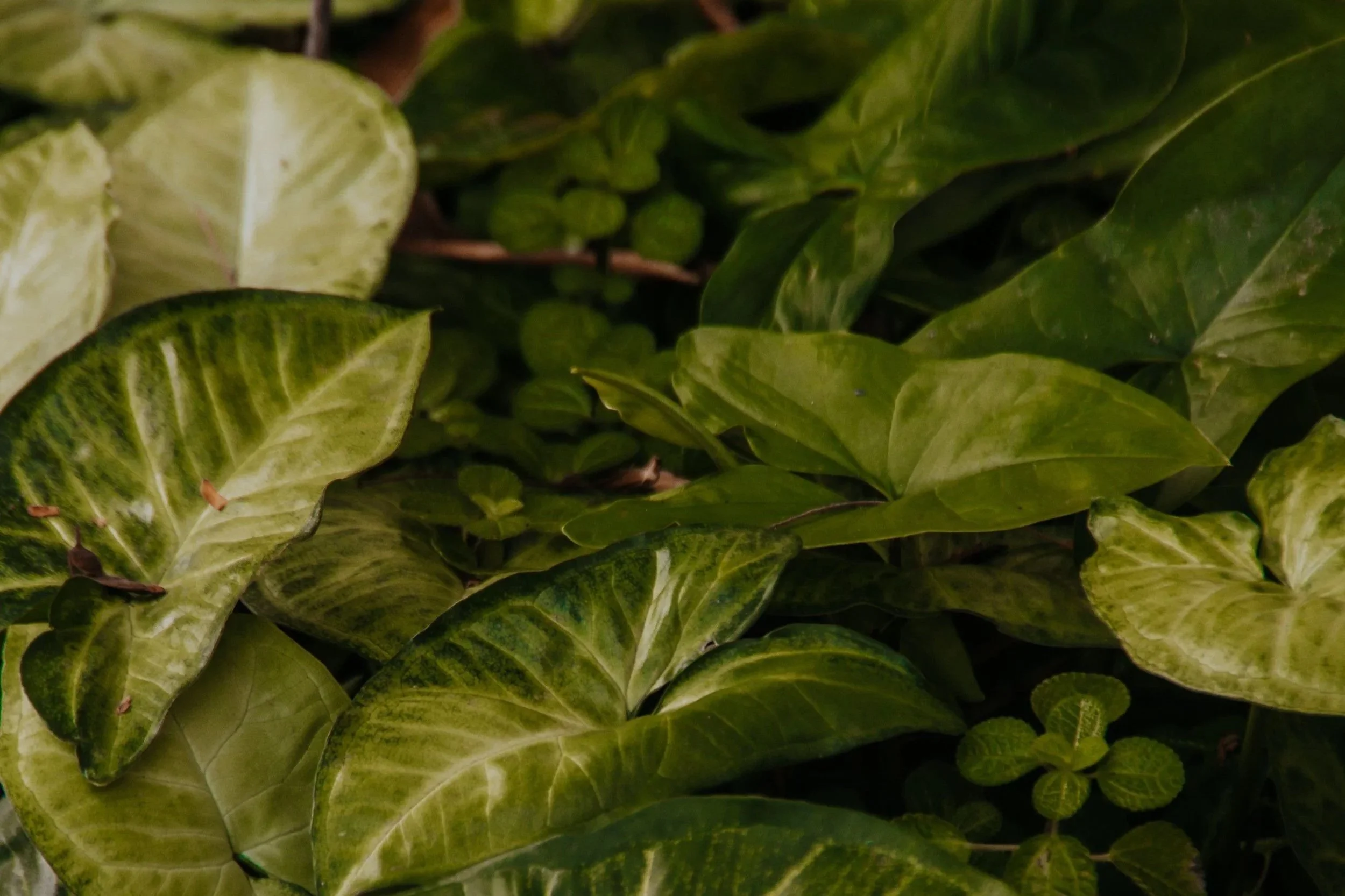 Sustainable Stormwater Plantings &amp; the Future of Stormwater Compliance