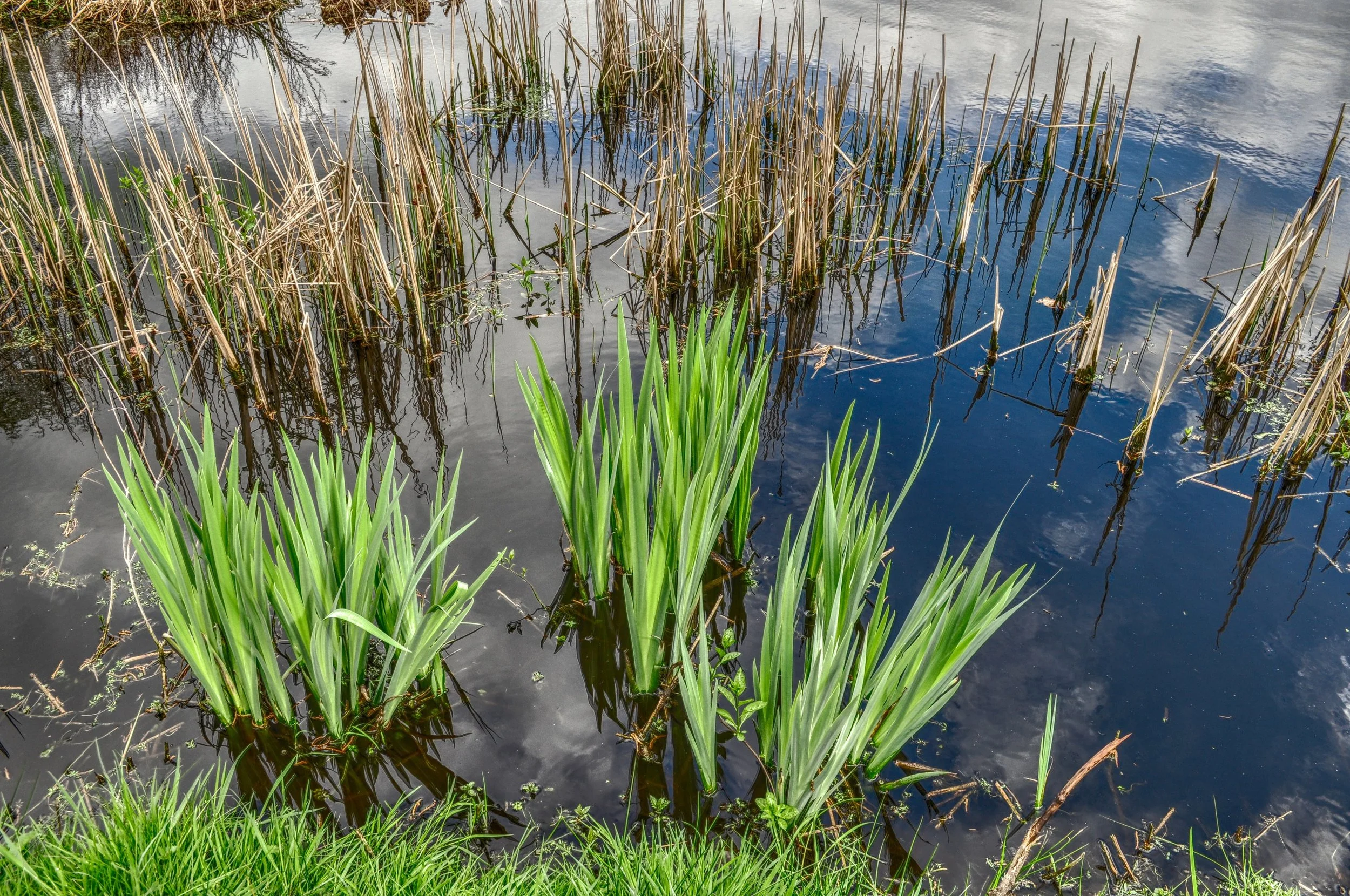 Living Shorelines: A Nature-Based Approach to Coastal Erosion Control