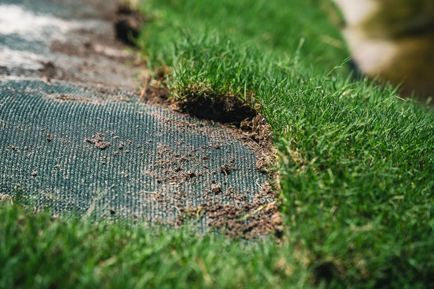 The Best Types of Grass for Erosion Control — Ecological Improvements
