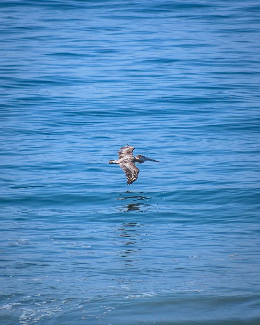 Un ave volando sobre aguas azules del oceano pacifico en playa pie de la cuesta. baxar hotel wellness acapulco