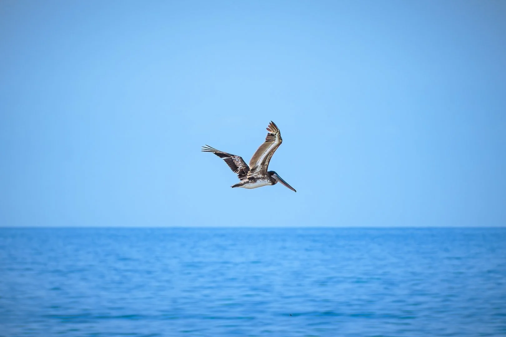 Gaviota volando sobre el océano con cielo despejado. playa pie de la cuesta, acapulco