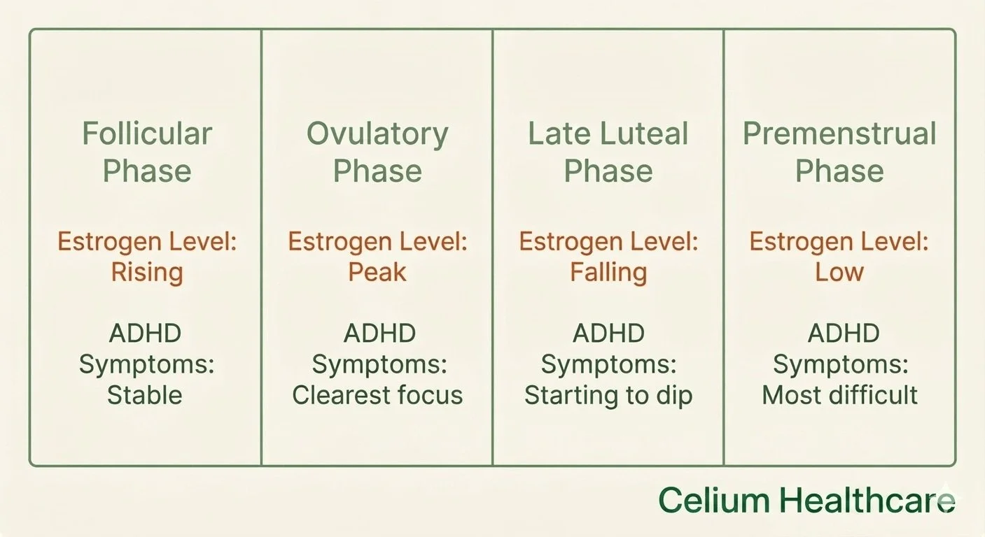 Cycle phase infographic showing ADHD and menstrual cycle estrogen and symptom levels by phase