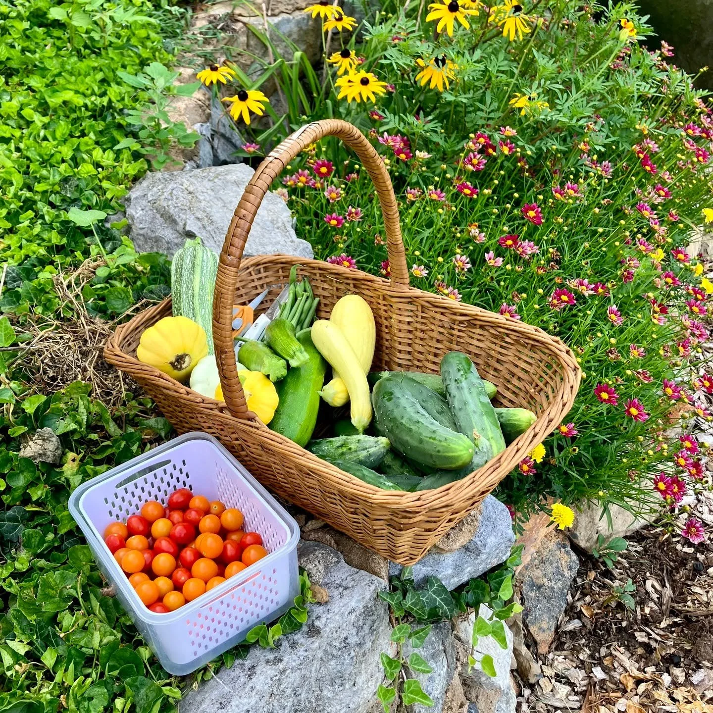 This morning's garden harvest. We should be throwing pots, but the garden beckons 😂 

#gardenbounty
#gardenlove
#gardenharvest
#urbangardening
#thepetalandwheel 
#stauntonva 
#lovestaunton