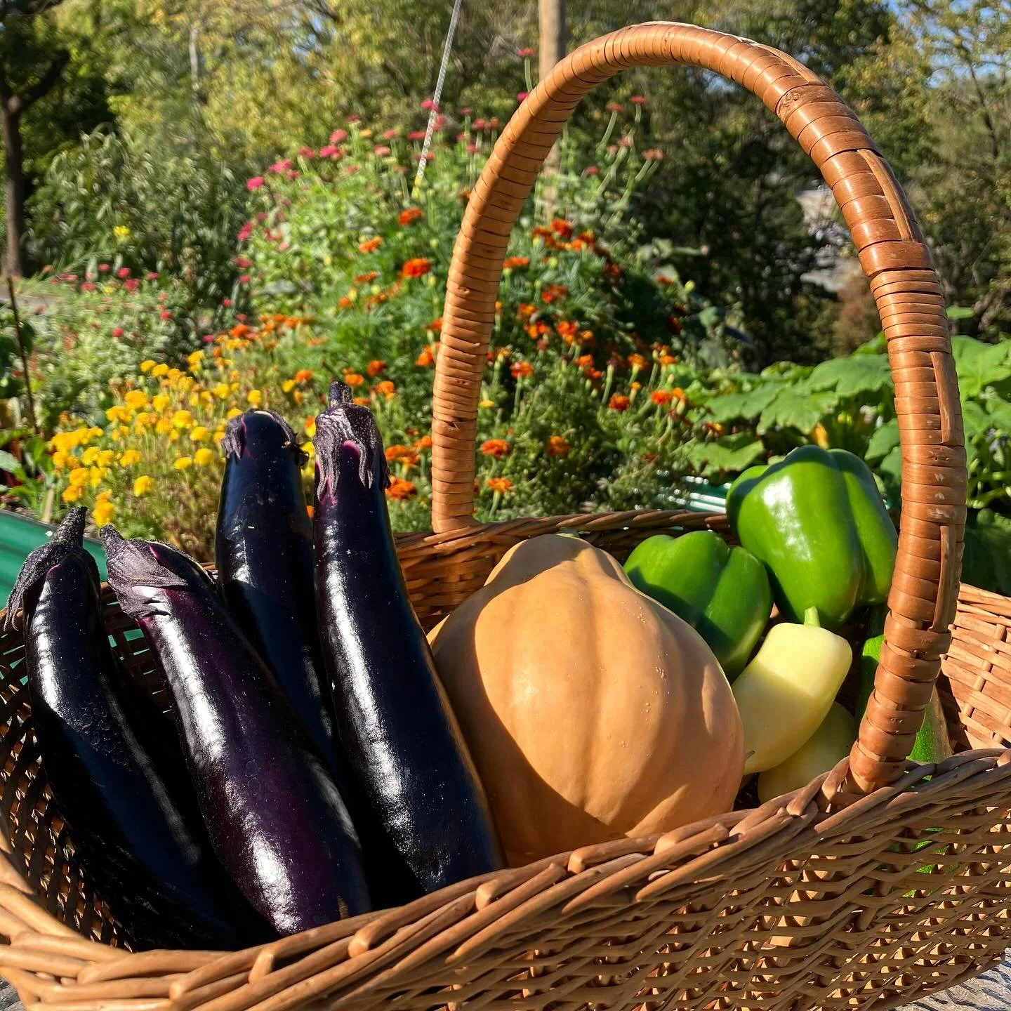 🌾🫑🥬 We&rsquo;ve been busy making, firing and glazing work for a number of upcoming shows but are still stealing out to the gardens to enjoy the last of summer&rsquo;s harvest before the frosts roll in&hellip;.🍂🍁🐿️
.
.
#harvest 
#harvesttime 
#u