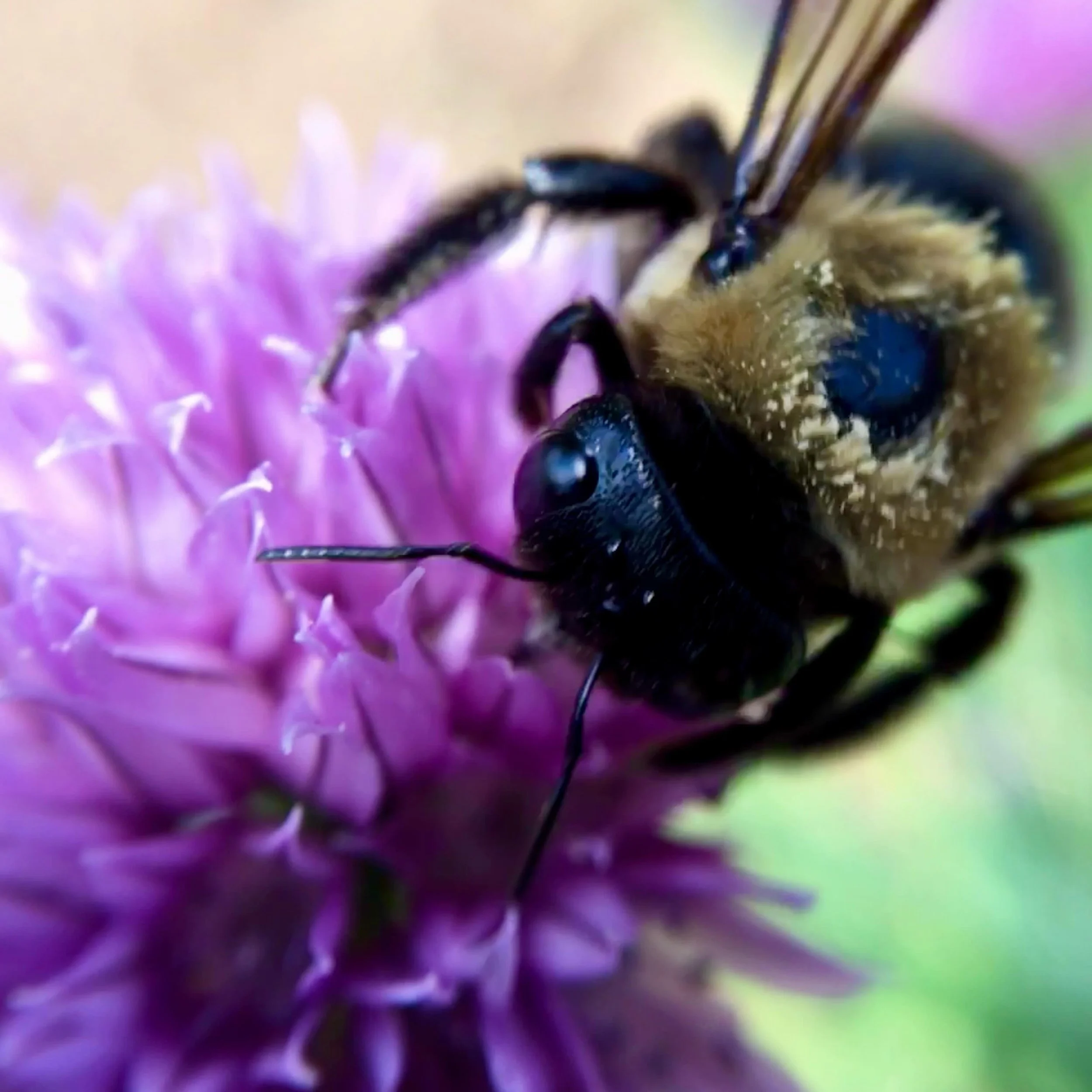 🐝🌸We were so busy getting ready for this week&rsquo;s Staunton Farmers Market  that we didn&rsquo;t have time to take pics of new work! But we have this extreme closeup of this very cute bumblebee from our garden! So you&rsquo;ll just have to come 