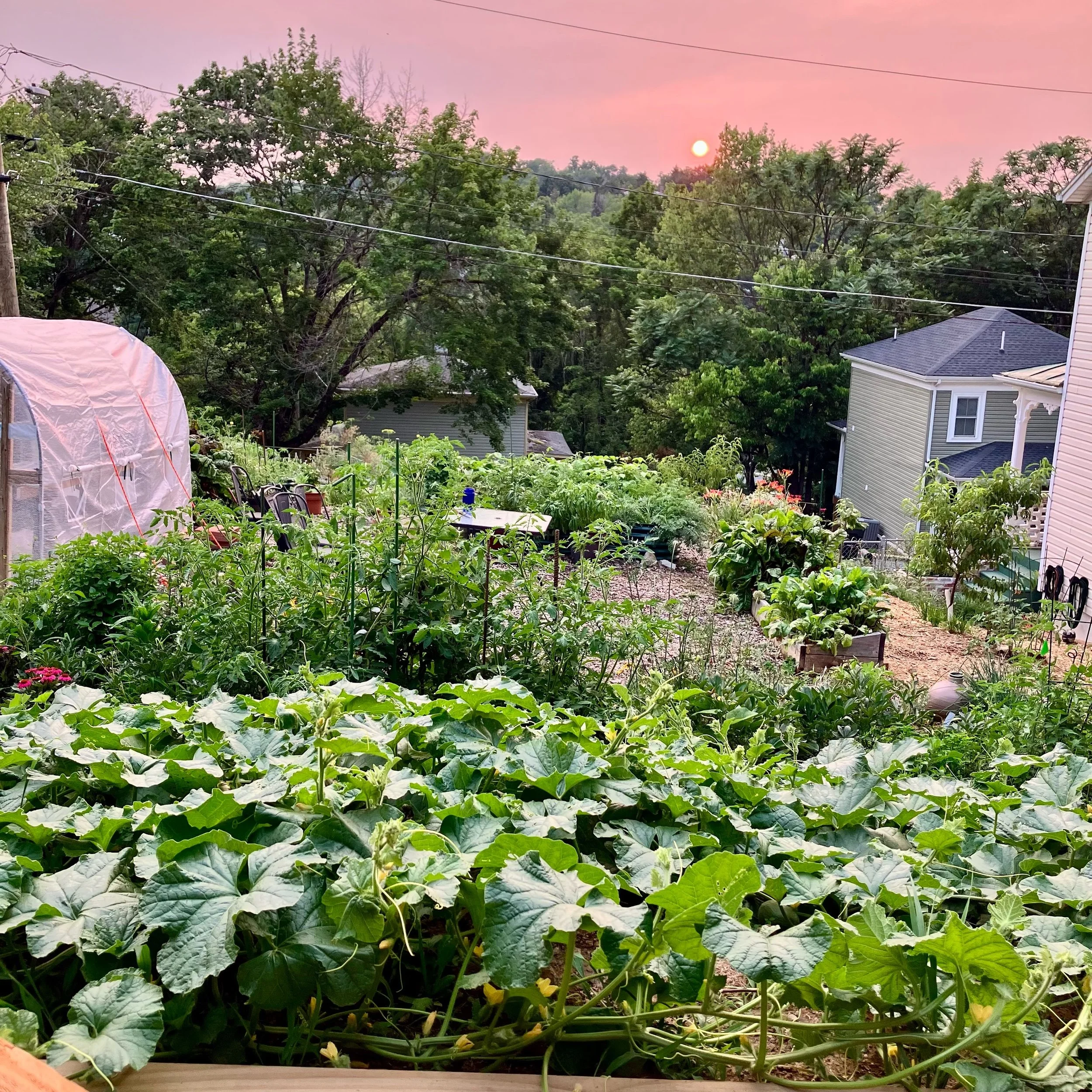 ☀️Wildfire sunset from Sears Hill July 15 2026☀️
.
.
#urbangarden 
#thepetalandwheel
#stauntonva
#sunset