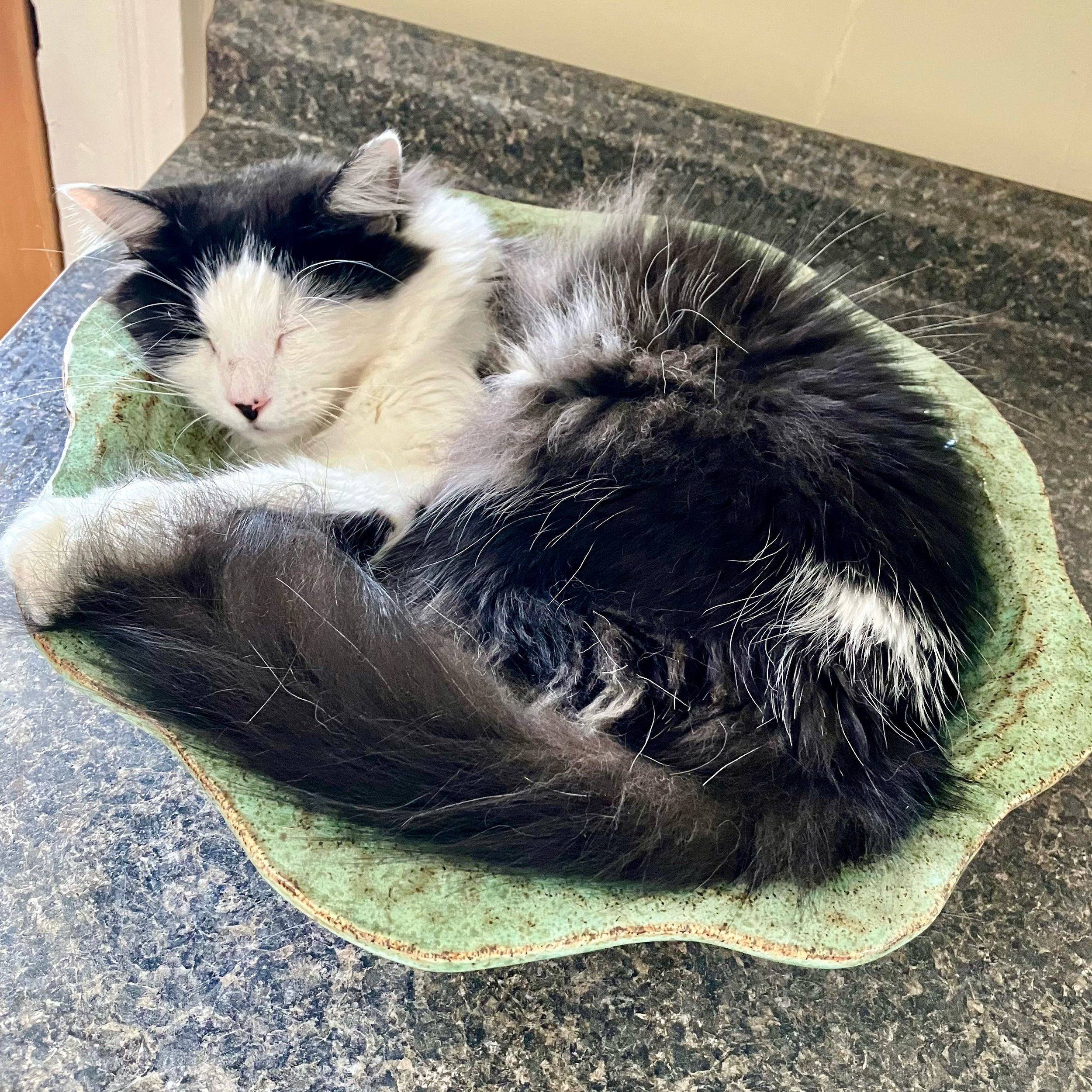 😻The daily bowl drama of Hazel and Rocky ! Rest assured that every big bowl is tested for quality control before making it to the Staunton Farmers Market. This one* will be there Saturday am bright and early! *cat not included
.
.
.
#stauntonfarmers