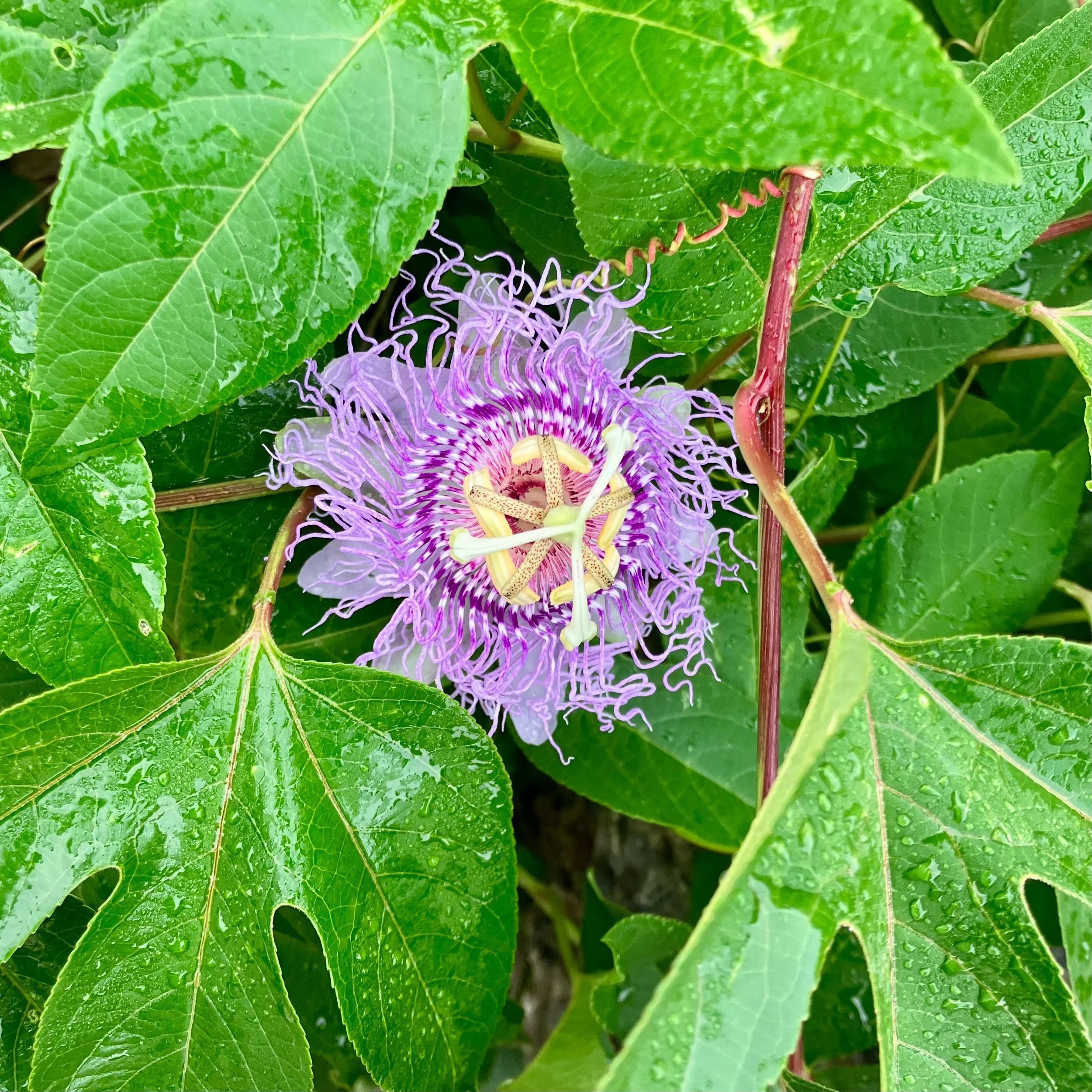 🌸Late summer natives ( Passionflower and New York Ironweed) blooming in our garden right now🌱🌸 courtesy of #root11natives !
#thepetalandwheel
#vanativeplants 
#inourgarden