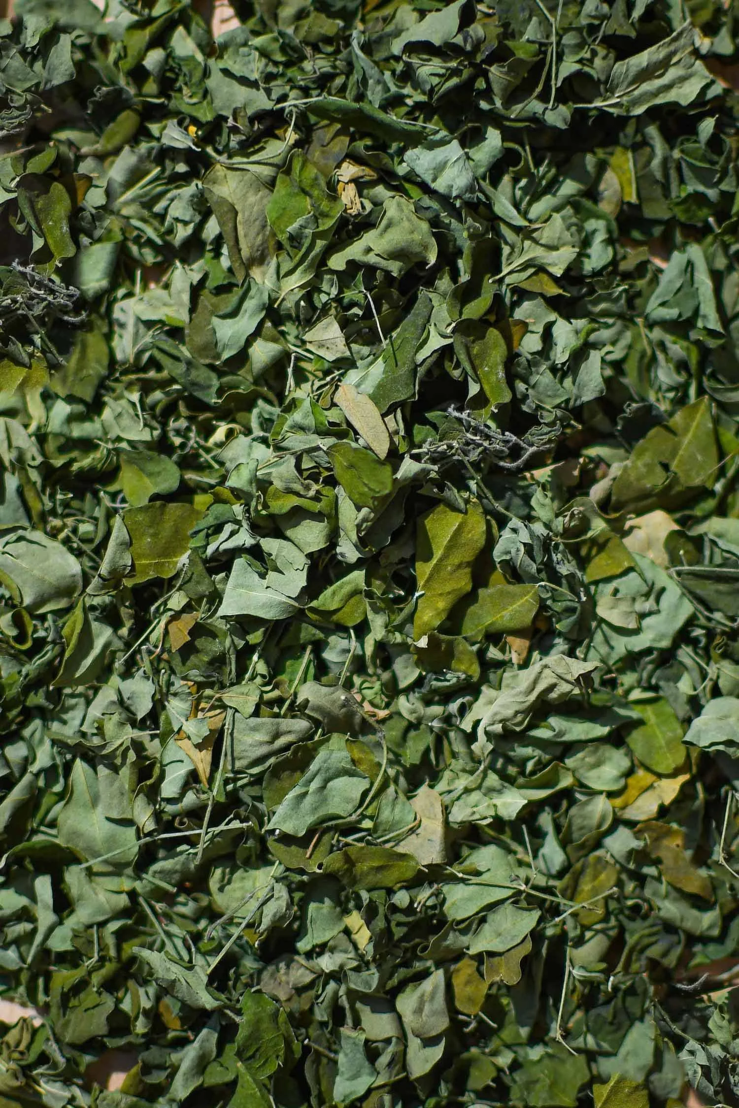 DSC_2079.jpg