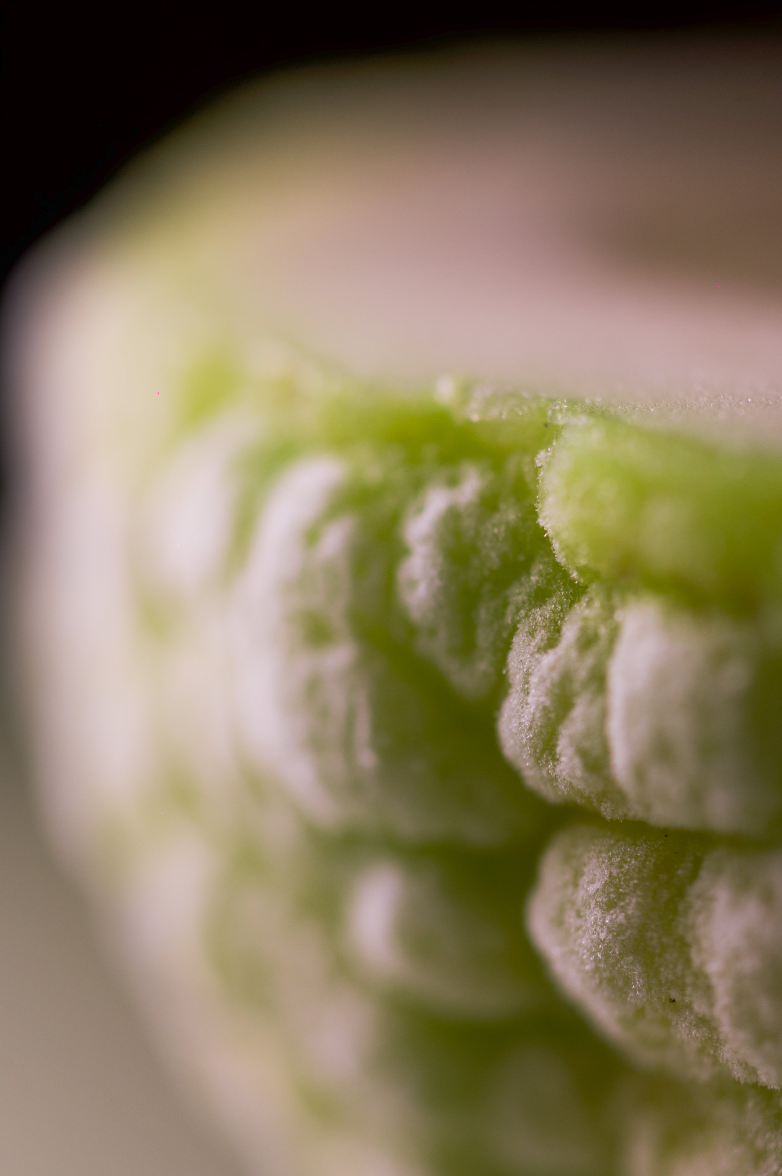 Photographie culinaire gros plan sur un citron yuzu