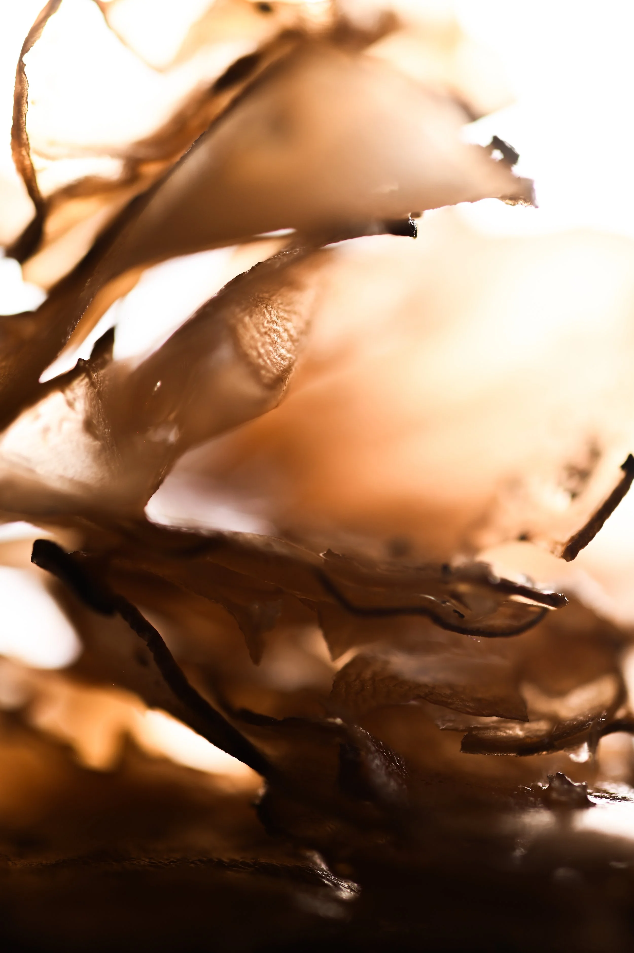 photographie culinaire zoom sur des details texturés