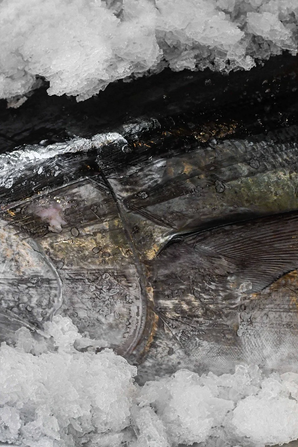 photographie food macro poissons textures