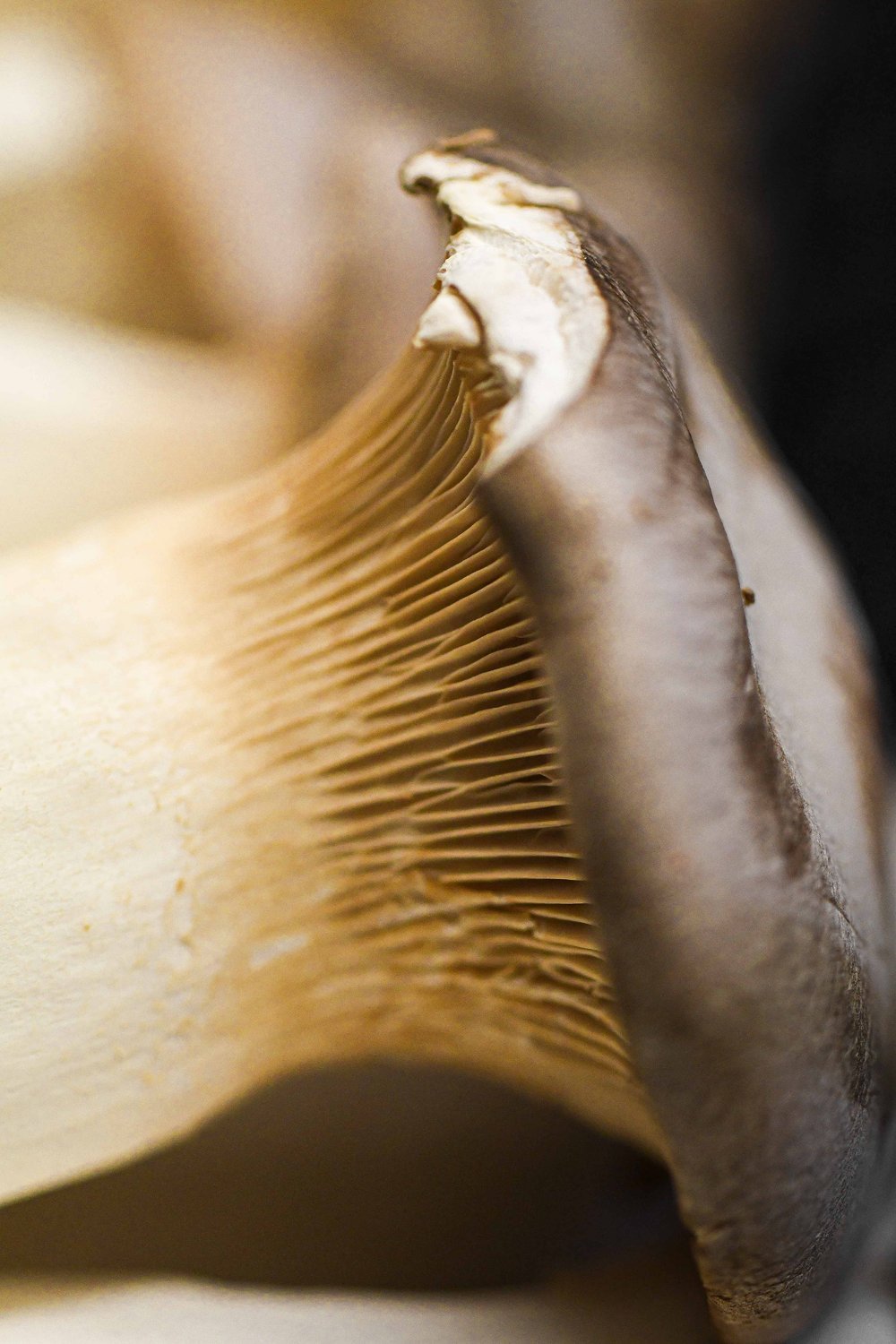 photographie culinaire pour restaurant gastronomique en France