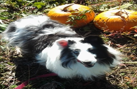 Asia, owned by Sheri Finocchiaro, was a Bi Blue Marle Shetland Sheepdog and served for 3 years in MTD.