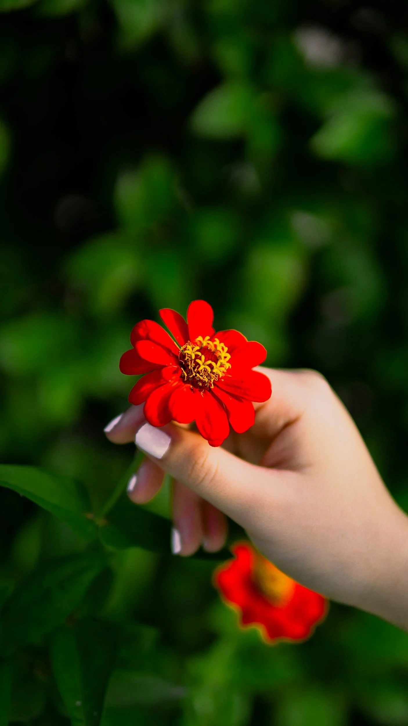 A person's hand holding a red flower with yellow center, blurred green foliage in the background.