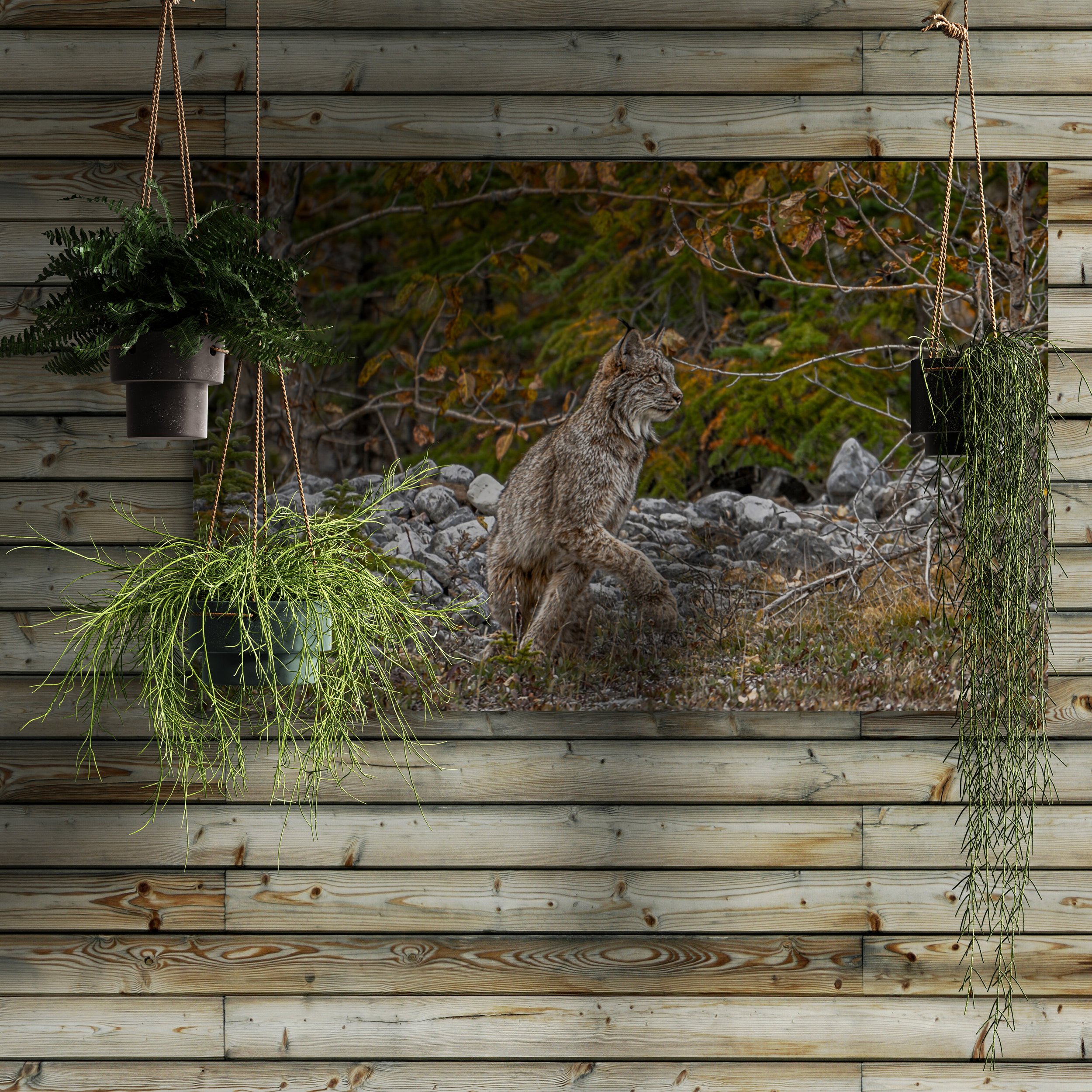 empty-wall-with-hanging-pot-plants.jpg