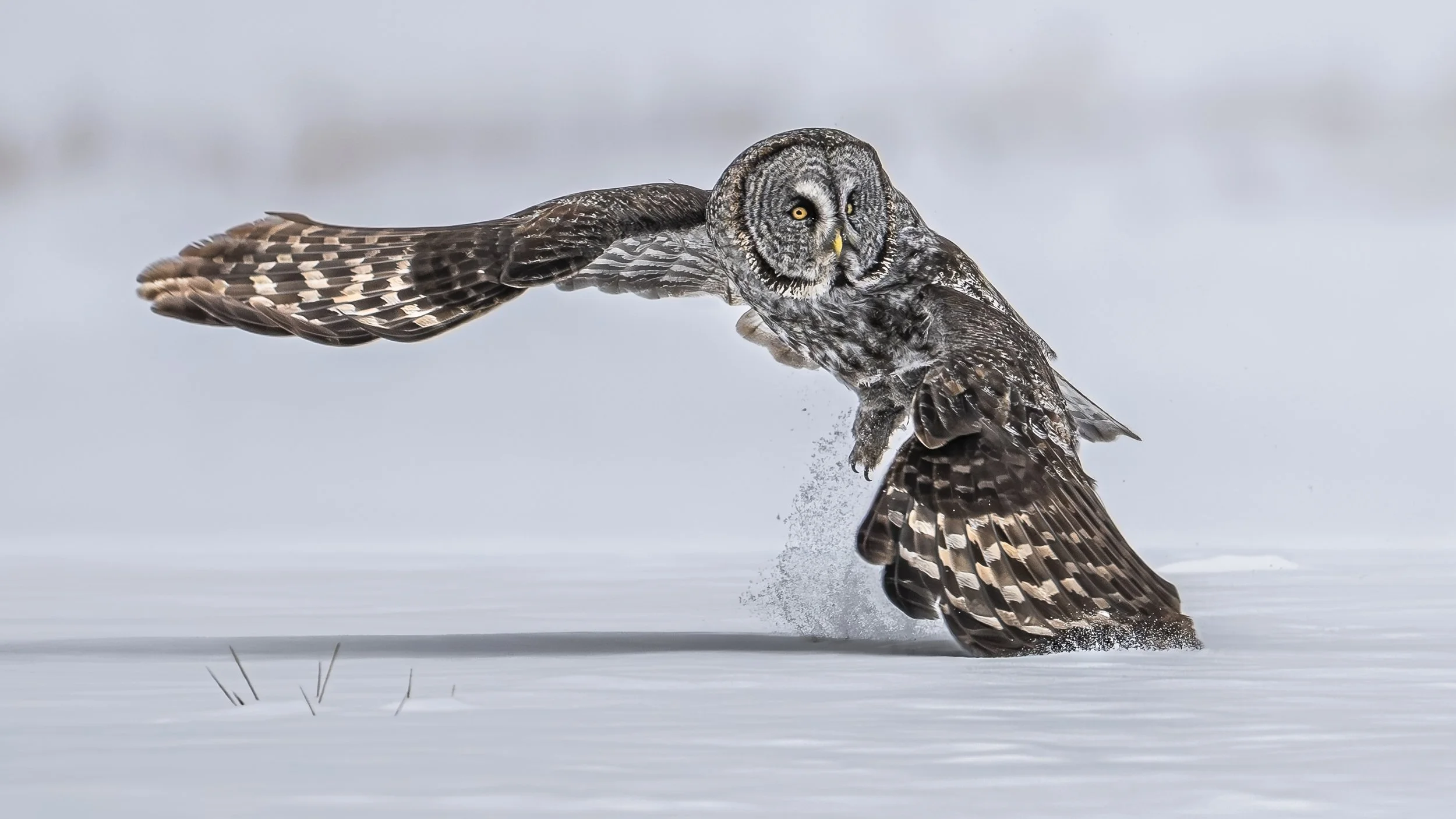 Silent Ascent- Owl wildlife photo