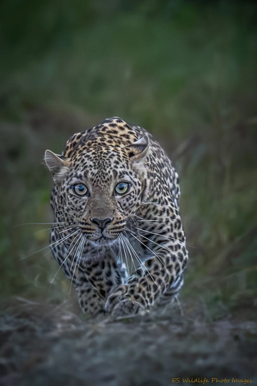 Eyes Locked- Africa Wildlife Photo