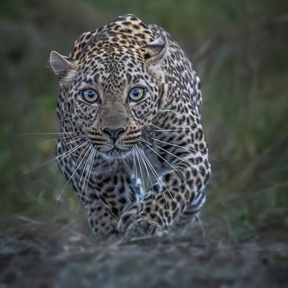 Leopard-+Web-2.jpg