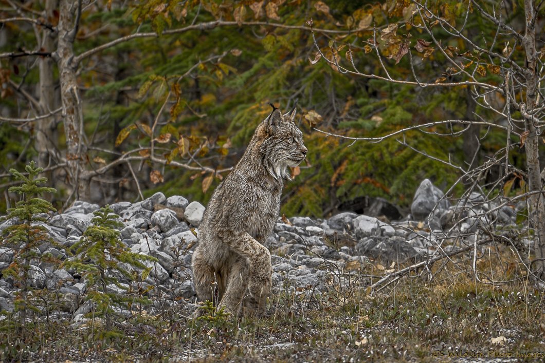 The Hunter 2--4.jpg